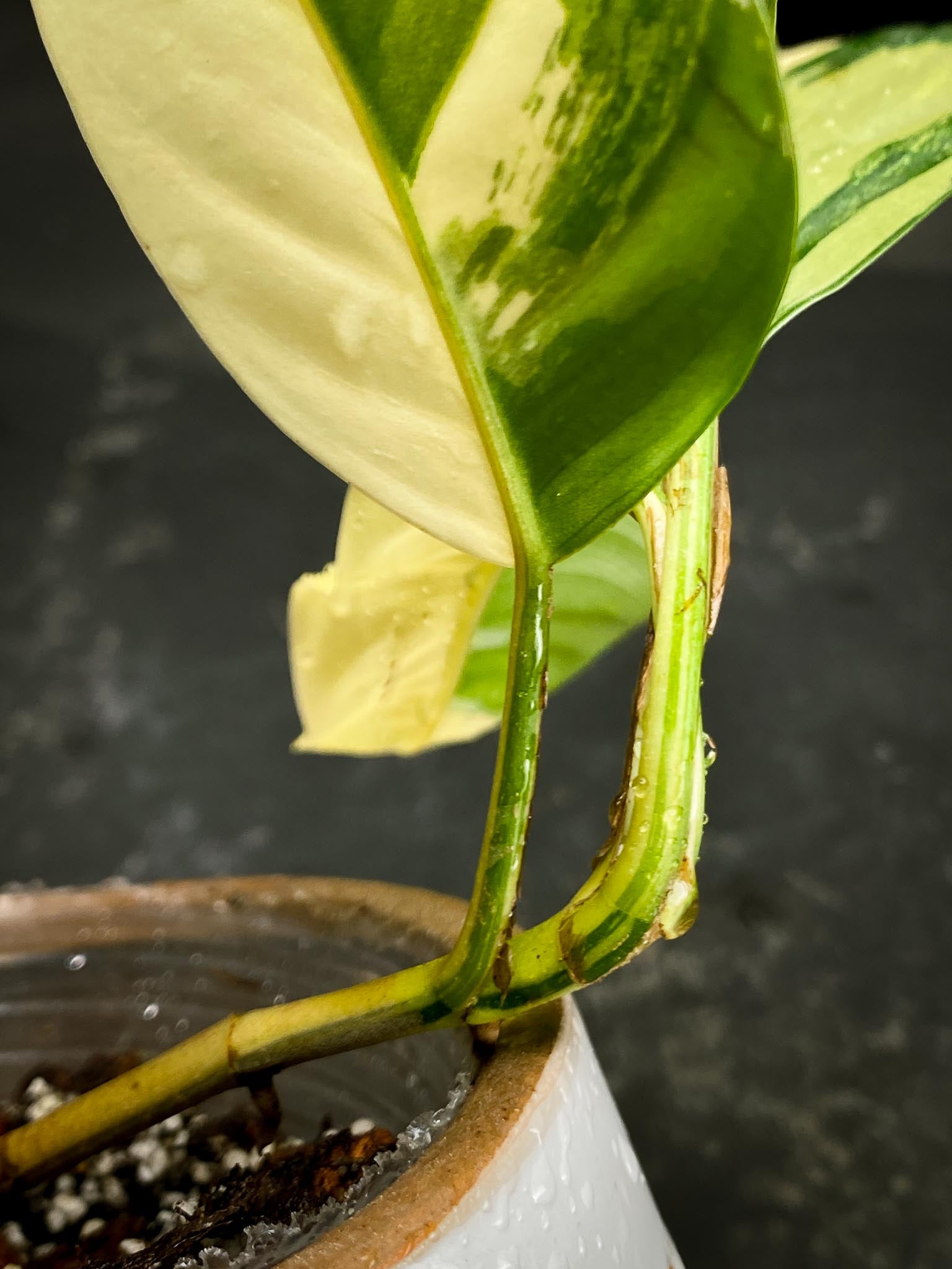 Rhaphidophora Lobii  variegated 5 Leaves Multiple Nodes 1 Growing Bud Rooted XP