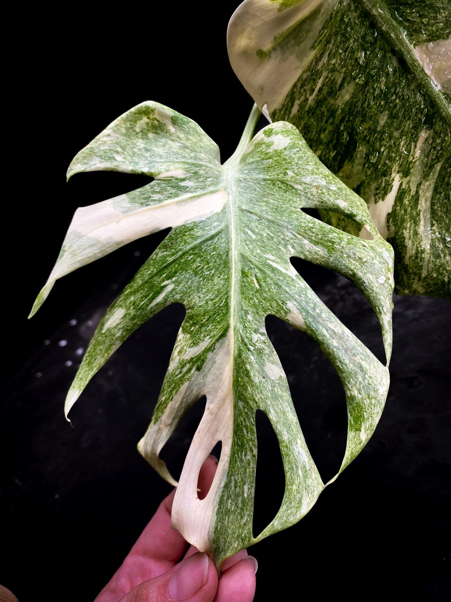 Monstera Thai Constellation Platinum 4 Leaves  4 Nodes  Rooted- xP-