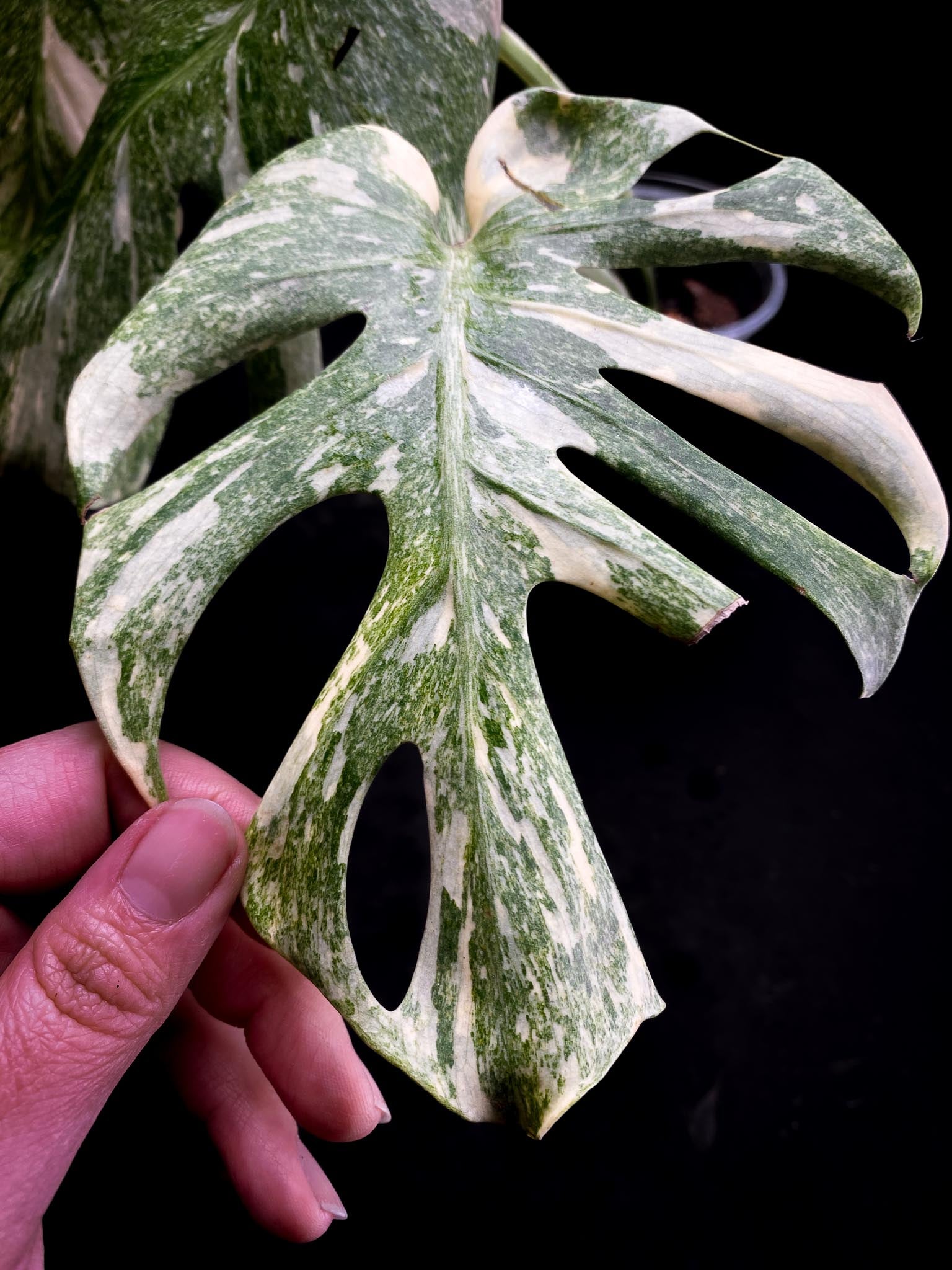 Monstera Thai Constellation Platinum 4 Leaves  4 Nodes  Rooted- xP-