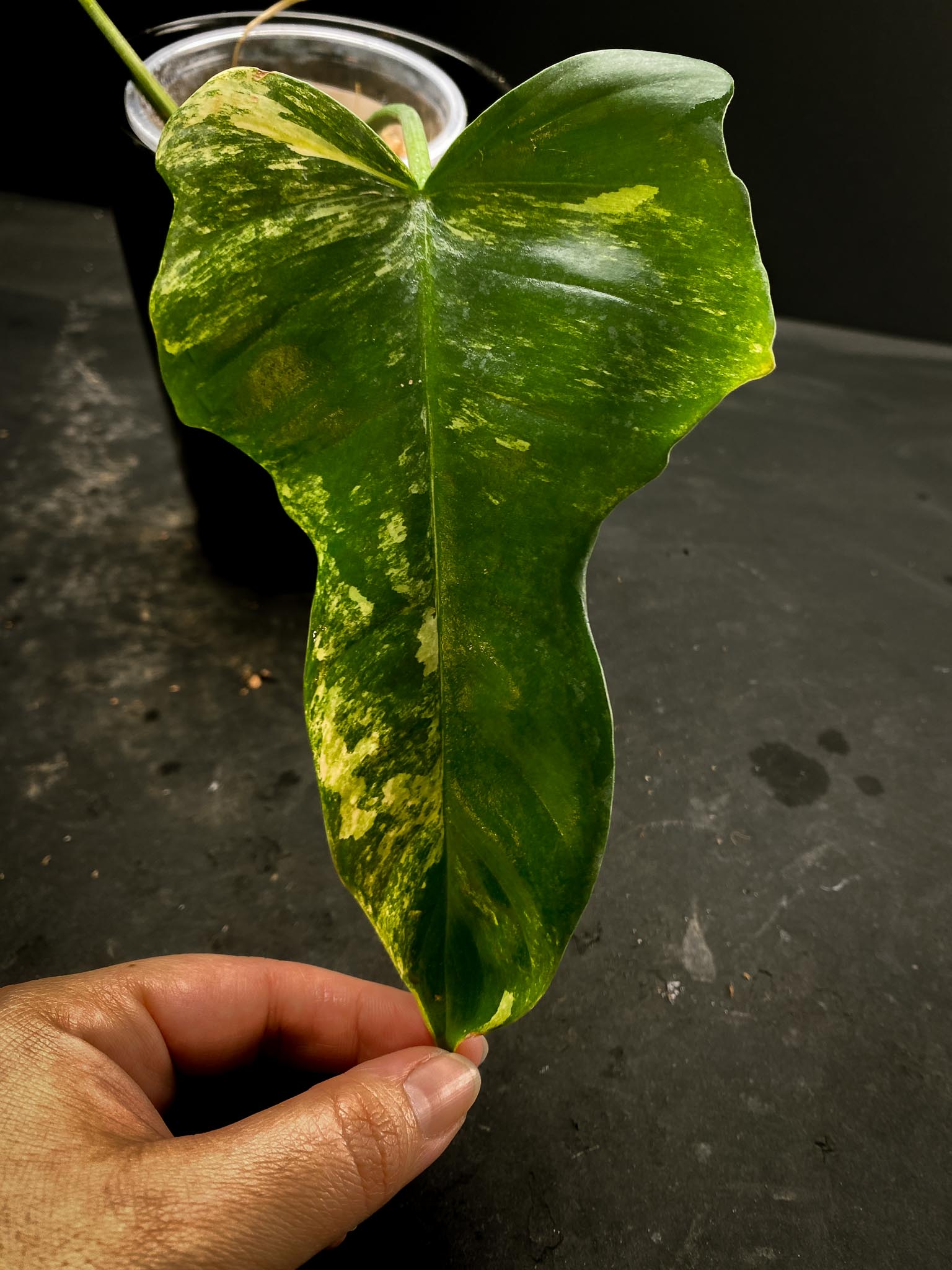 Philodendron Florida beauty x Mayoi wide form 2 Leaves  3 Nodes  Rooted xP