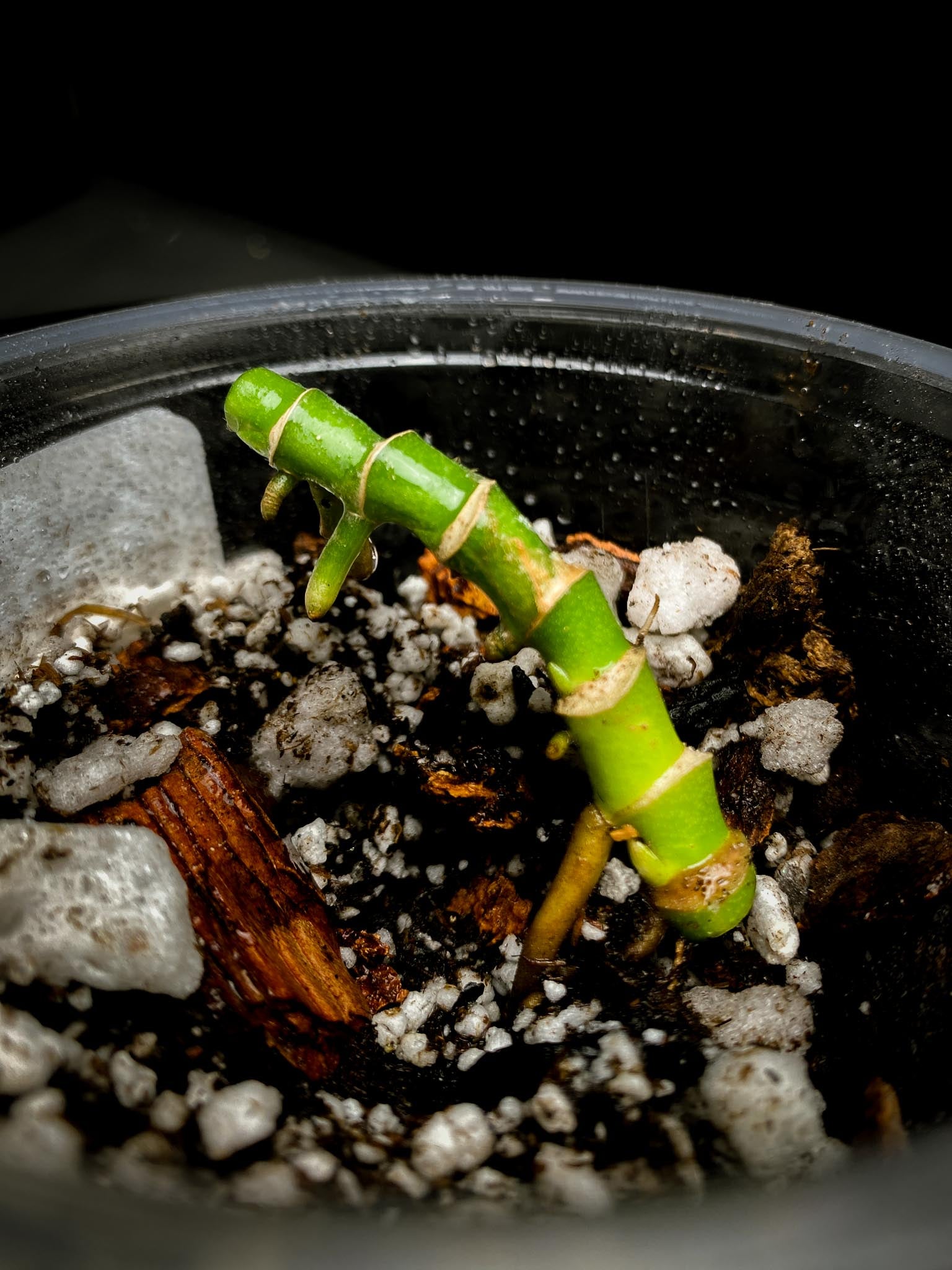 Monstera Adansonii Albo Tricolor Multiple Nodes Rooted