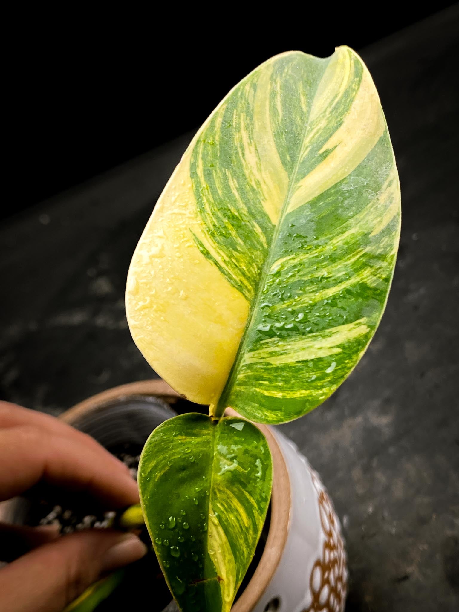 Epipremnum Giganteum Aurea Variegated 3 Leaves  3 Nodes  Rooted xP