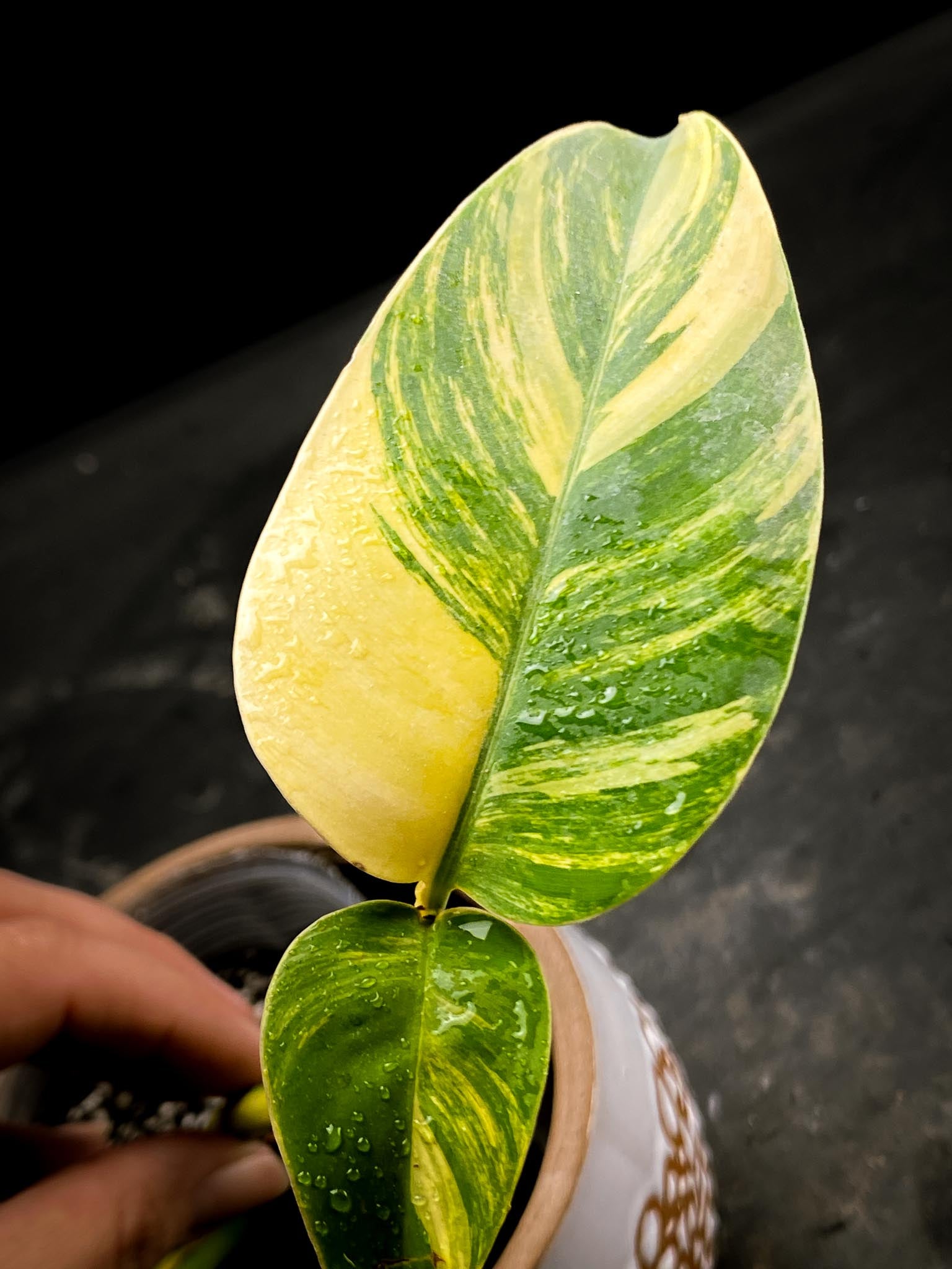 Epipremnum Giganteum Aurea Variegated 3 Leaves  3 Nodes  Rooted xP