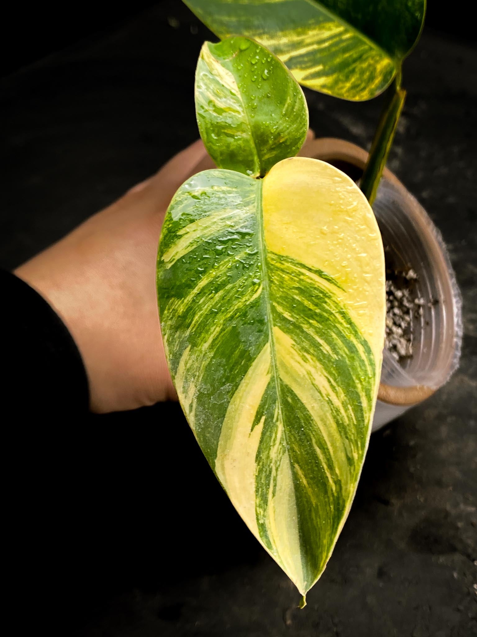 Epipremnum Giganteum Aurea Variegated 3 Leaves  3 Nodes  Rooted xP