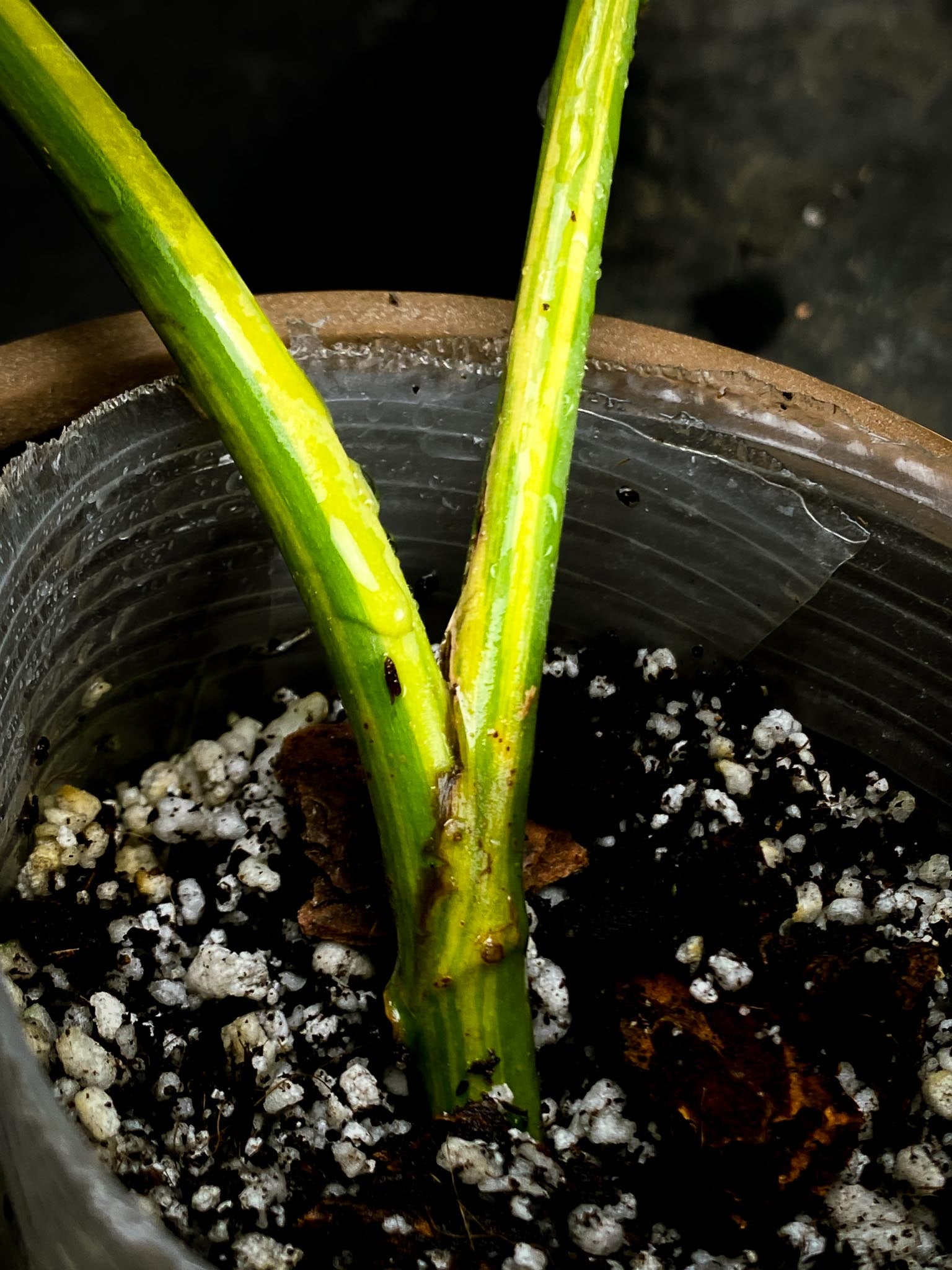 Epipremnum Giganteum Aurea Variegated 3 Leaves  3 Nodes  Rooted xP