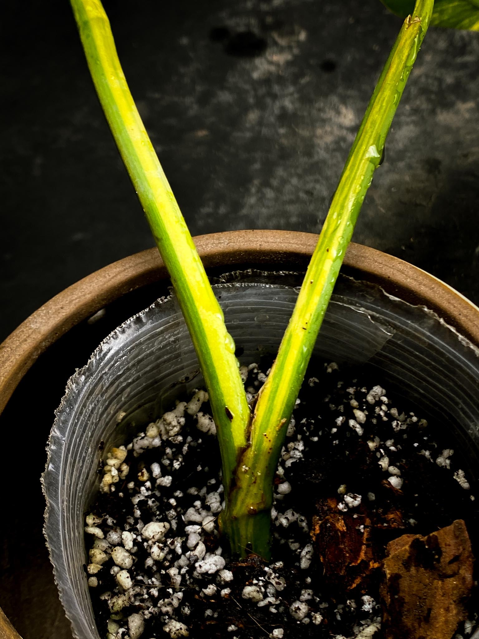 Epipremnum Giganteum Aurea Variegated 3 Leaves  3 Nodes  Rooted xP