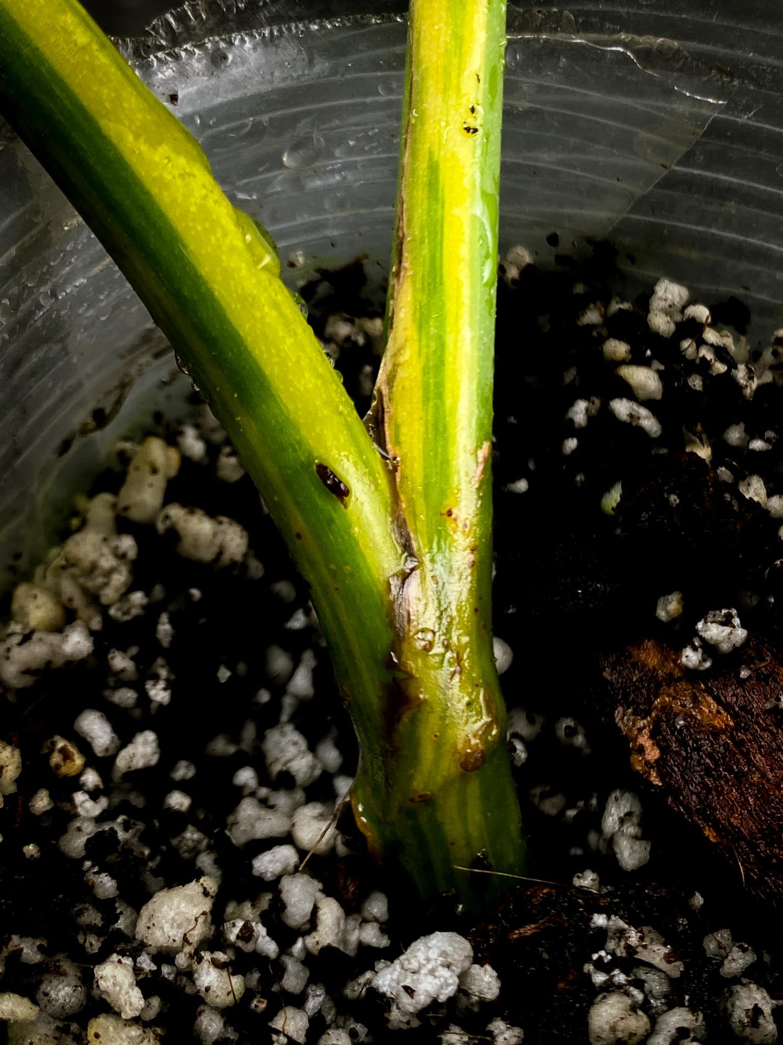 Epipremnum Giganteum Aurea Variegated 3 Leaves  3 Nodes  Rooted xP