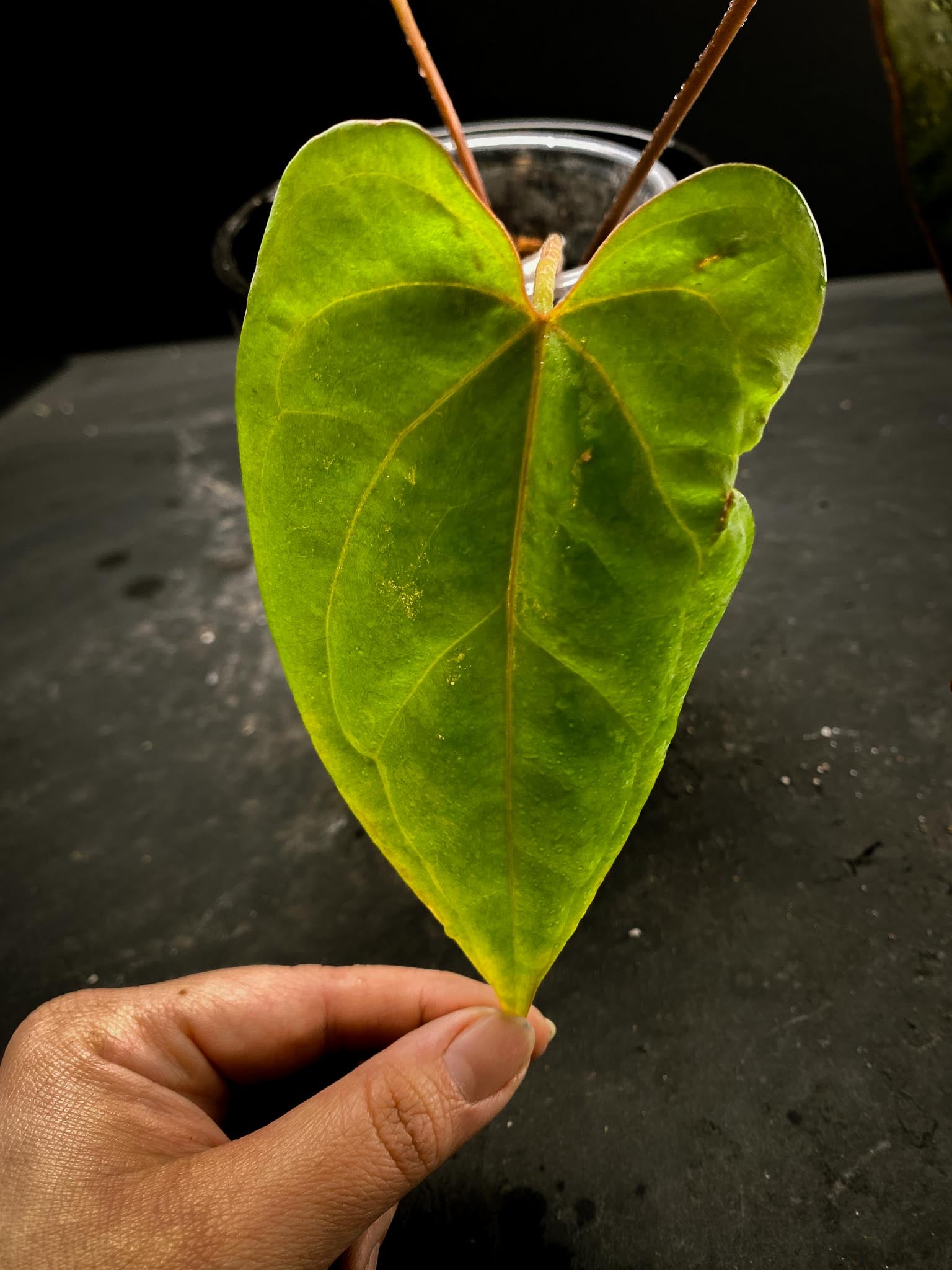 Anthurium Papillilaminum fort Sherman x Red vein Dark Phoenix 3 Leaves  3 Nodes  Rooted xP