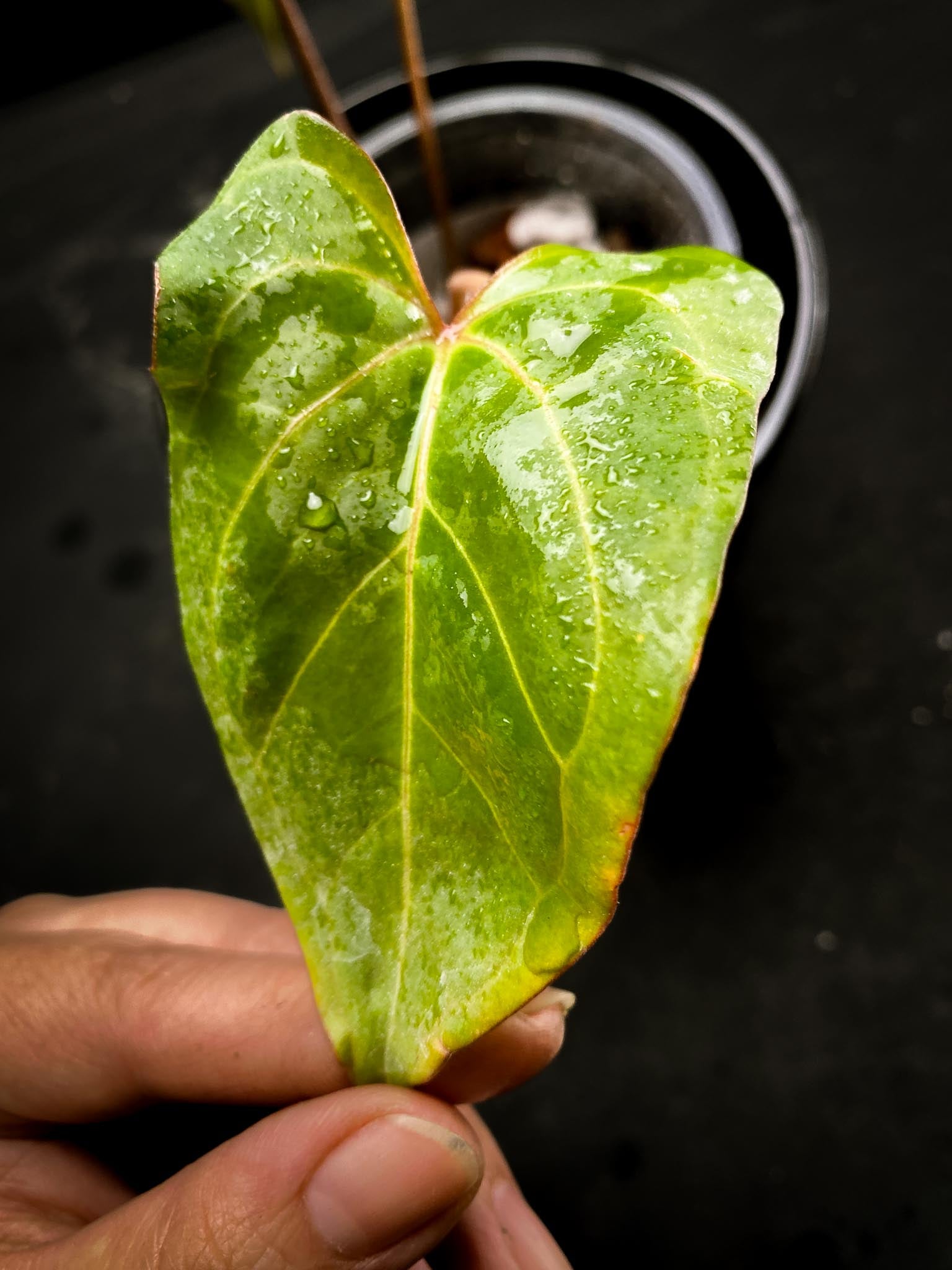 Anthurium Papillilaminum fort Sherman x Red vein Dark Phoenix 3 Leaves  3 Nodes  Rooted xP