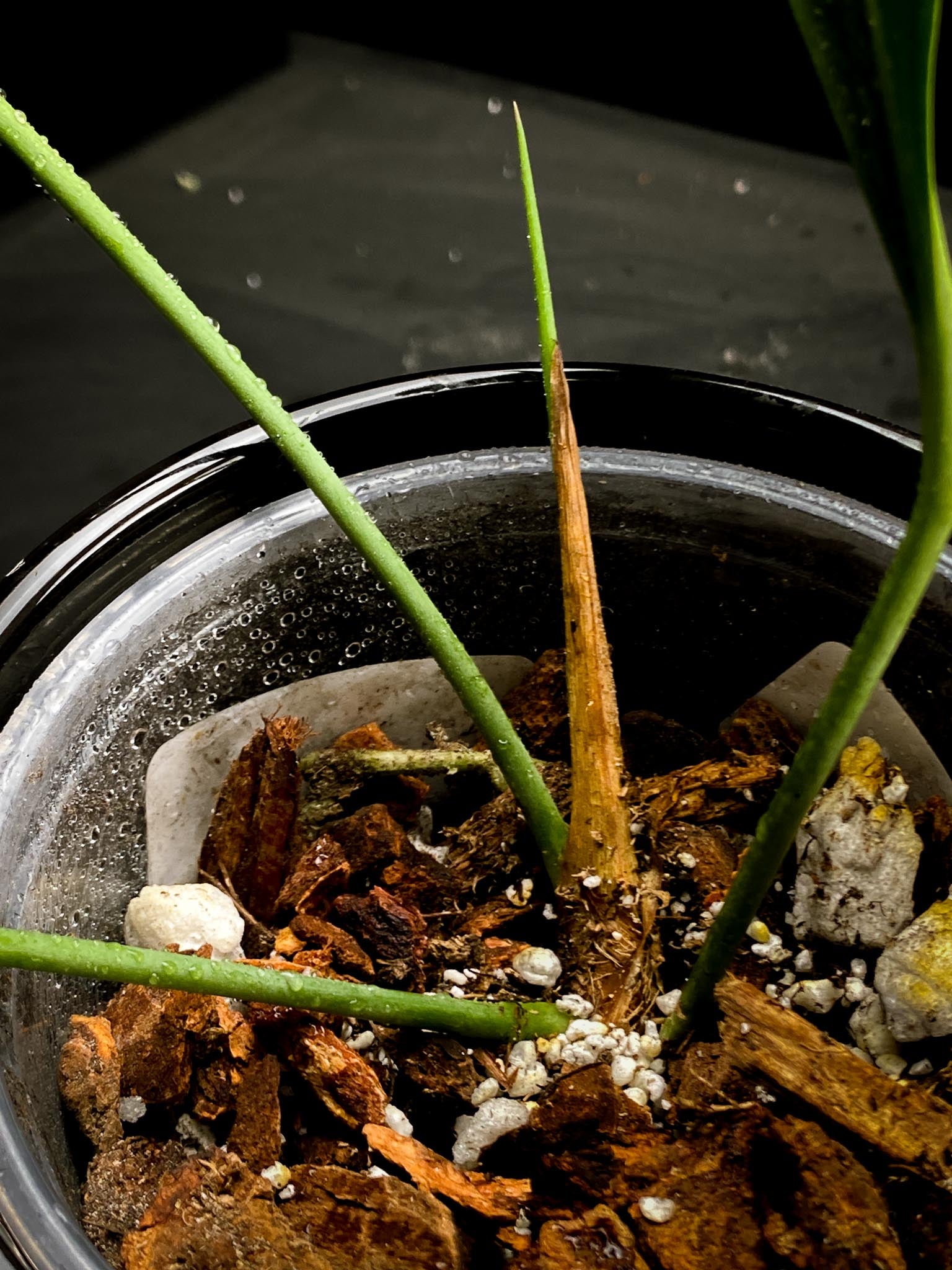 Anthurium wendlingeri x Pallidiflorum  3 Leaves  4 Nodes  1 Sprout Rooted xP