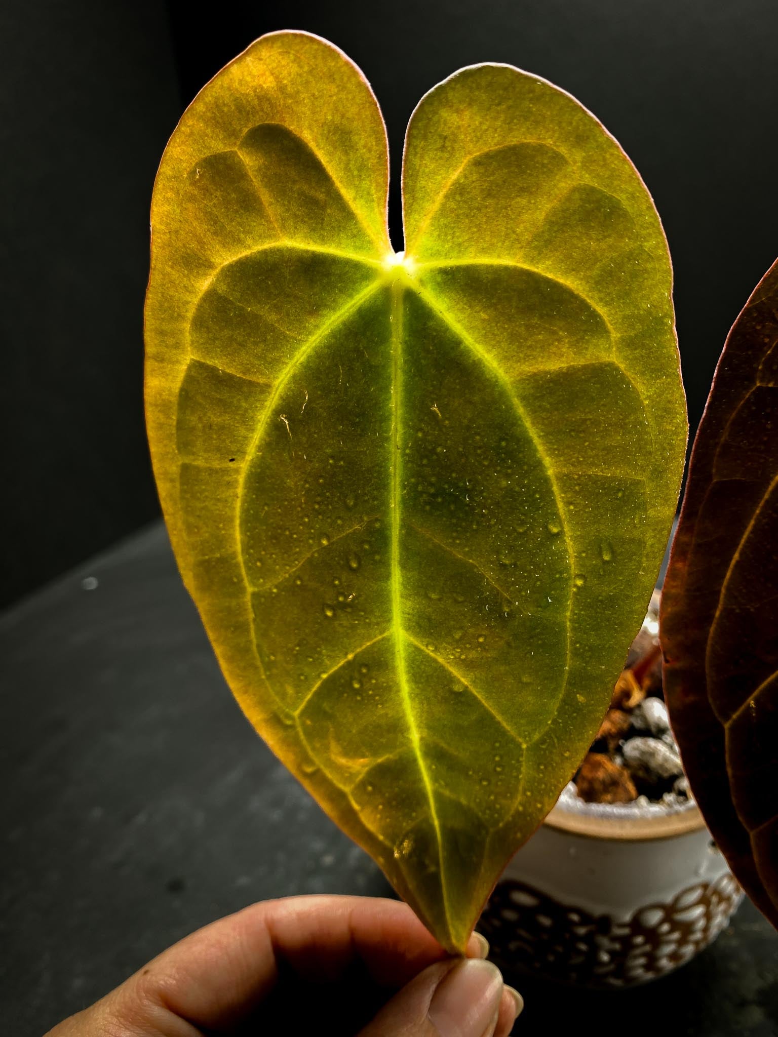 Anthurium red vein Dark phoenix x Dark phoenix 2 Leaves  2 Nodes  1 Growing Bud Rooted xP