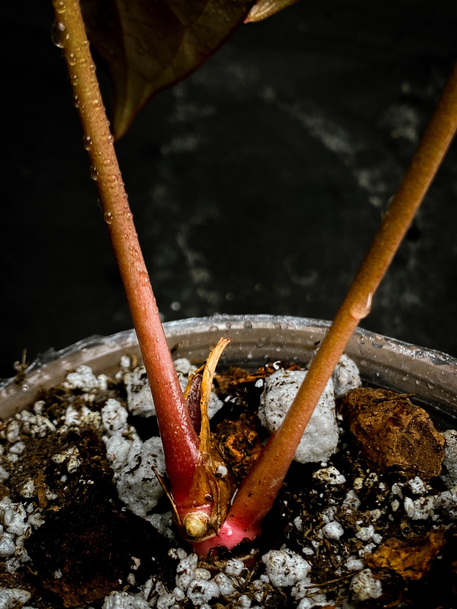 Anthurium red vein Dark phoenix x Dark phoenix 2 Leaves  2 Nodes  1 Growing Bud Rooted xP