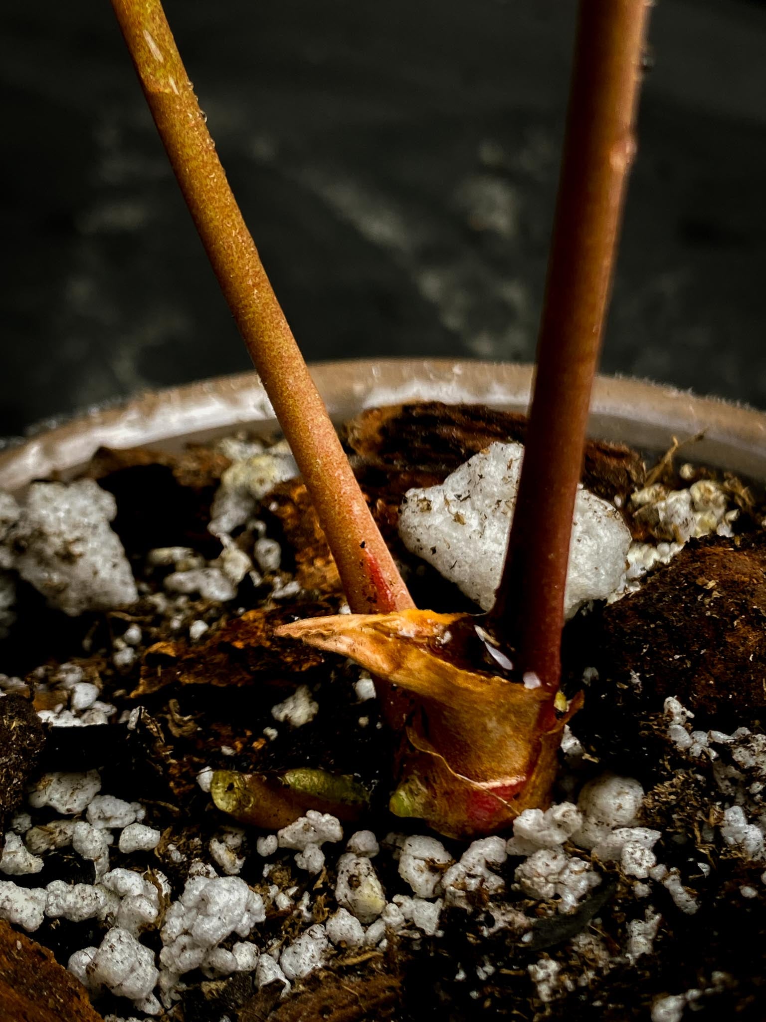 Anthurium red vein Dark phoenix x Dark phoenix 2 Leaves  2 Nodes  1 Growing Bud Rooted xP