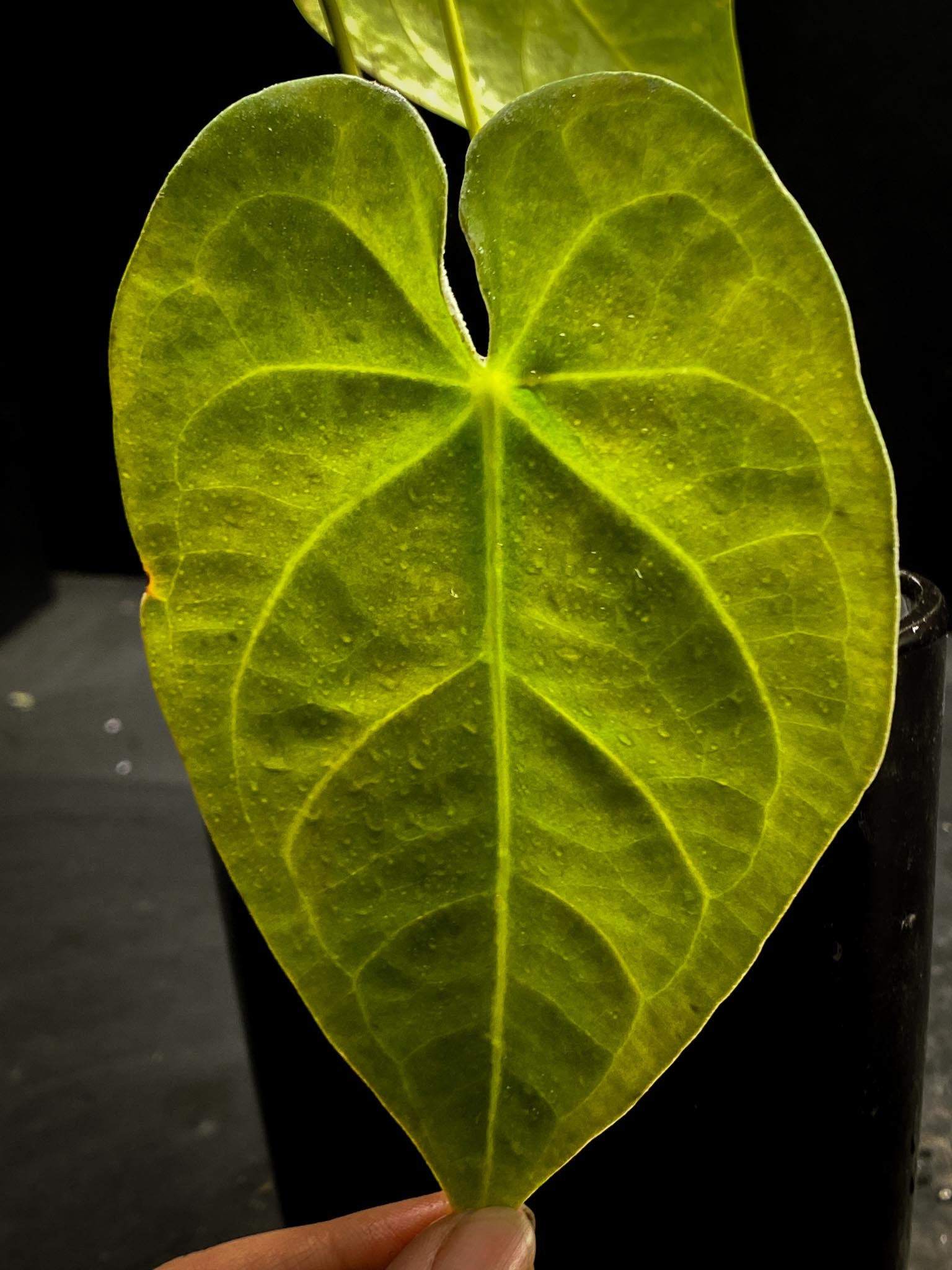 Anthurium forgetii x  Warocqueanum 2 Leaves  4 Nodes  1 Sprout Rooted xP