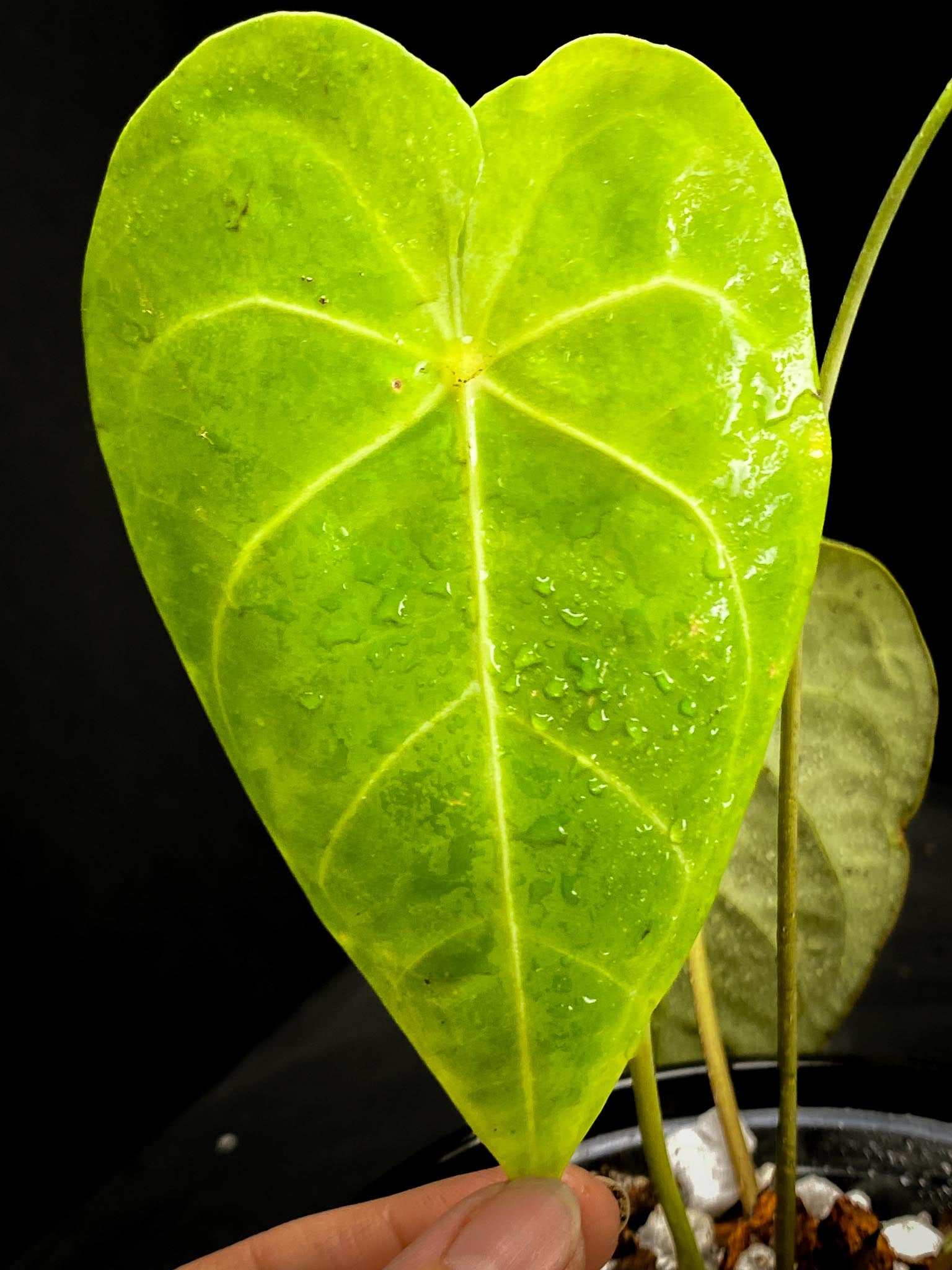 Anthurium forgetii x  Warocqueanum 2 Leaves  4 Nodes  1 Sprout Rooted xP