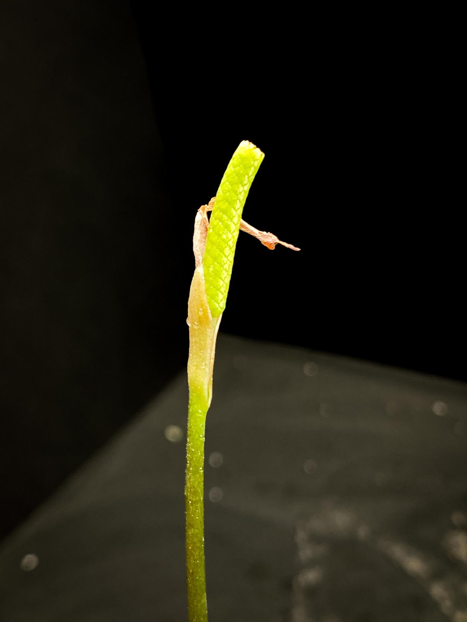 Anthurium forgetii x  Warocqueanum 2 Leaves  4 Nodes  1 Sprout Rooted xP