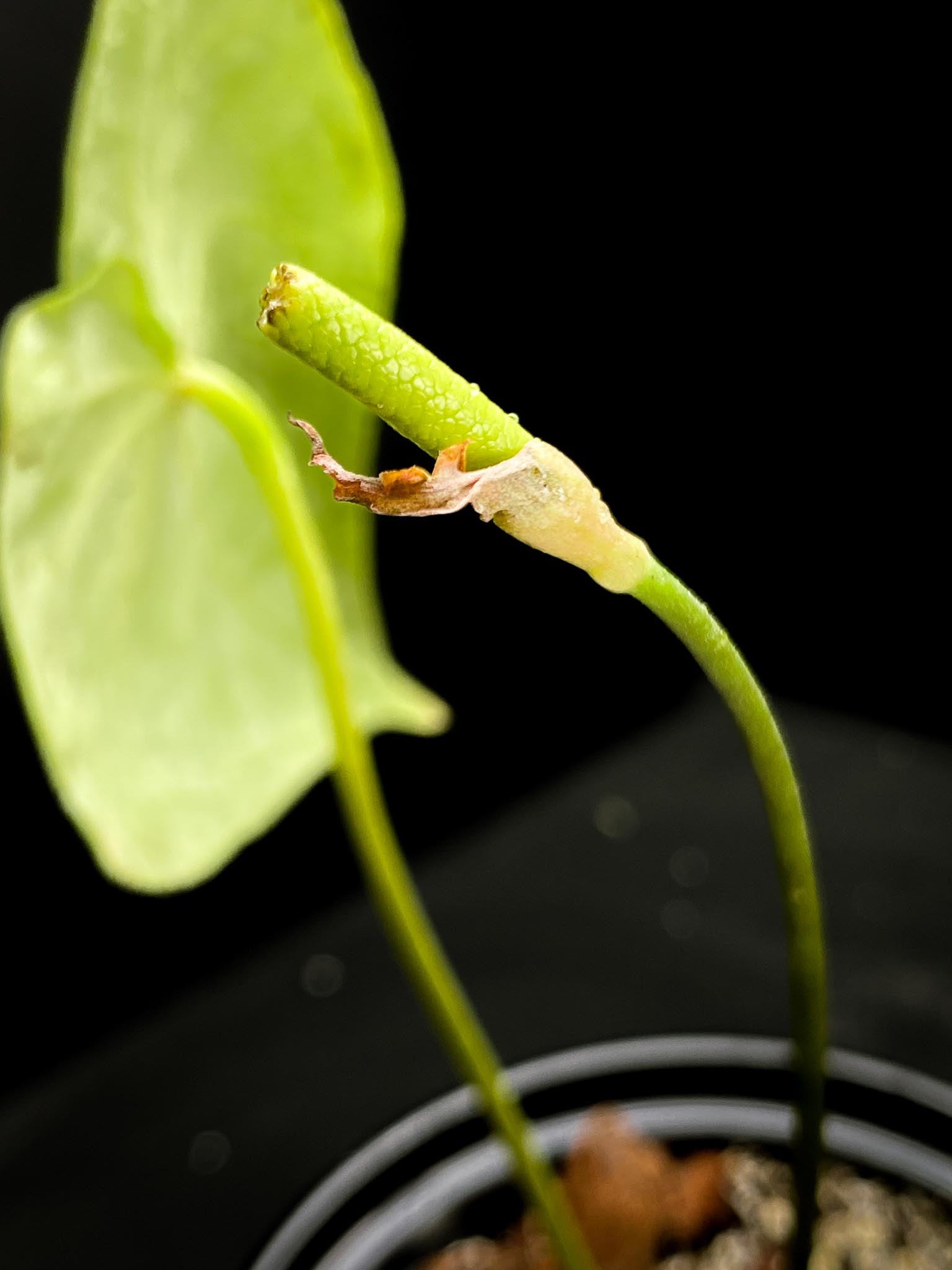 Anthurium forgetii x  Warocqueanum 2 Leaves  4 Nodes  1 Sprout Rooted xP