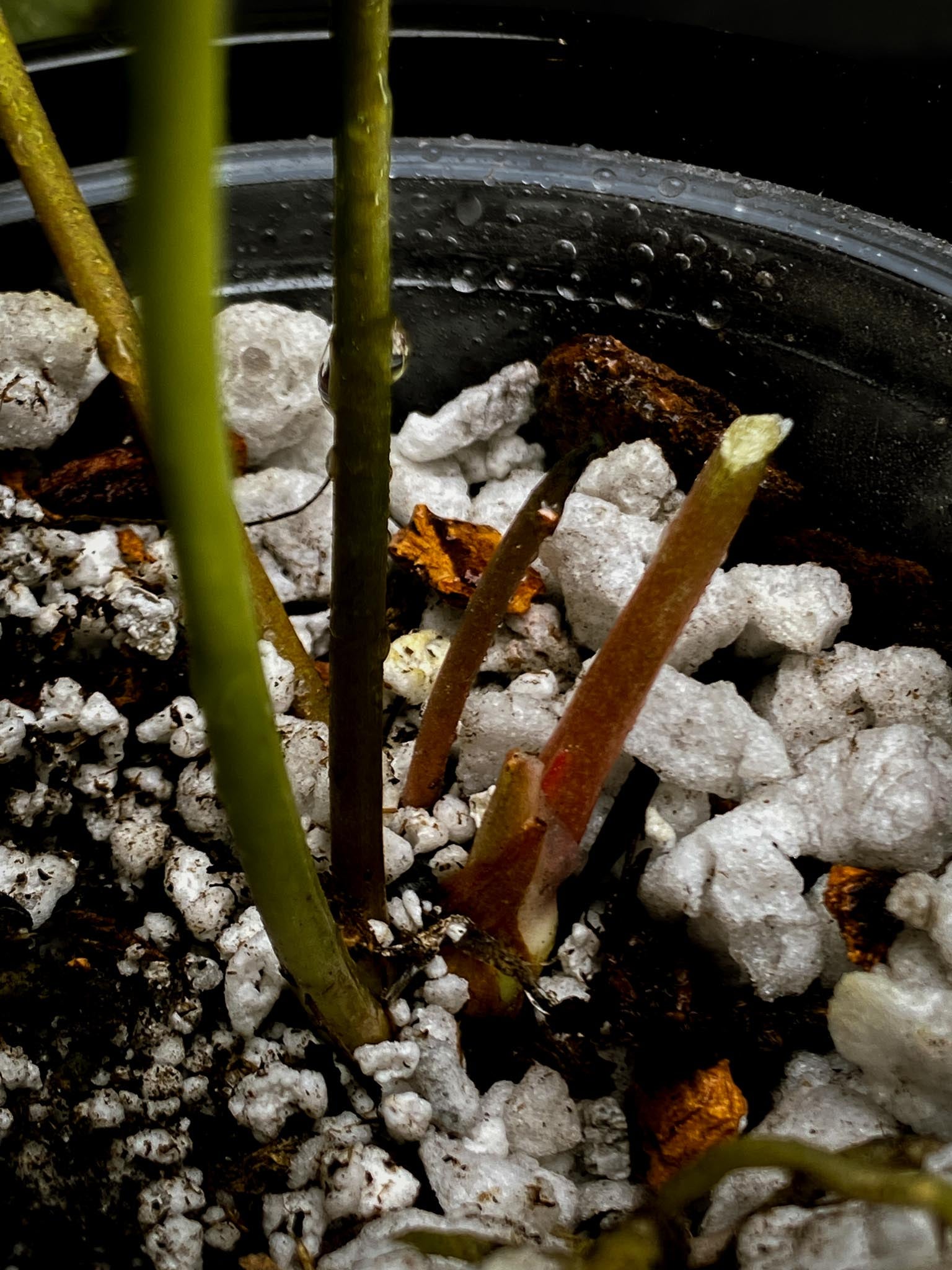 Anthurium forgetii x  Warocqueanum 2 Leaves  4 Nodes  1 Sprout Rooted xP