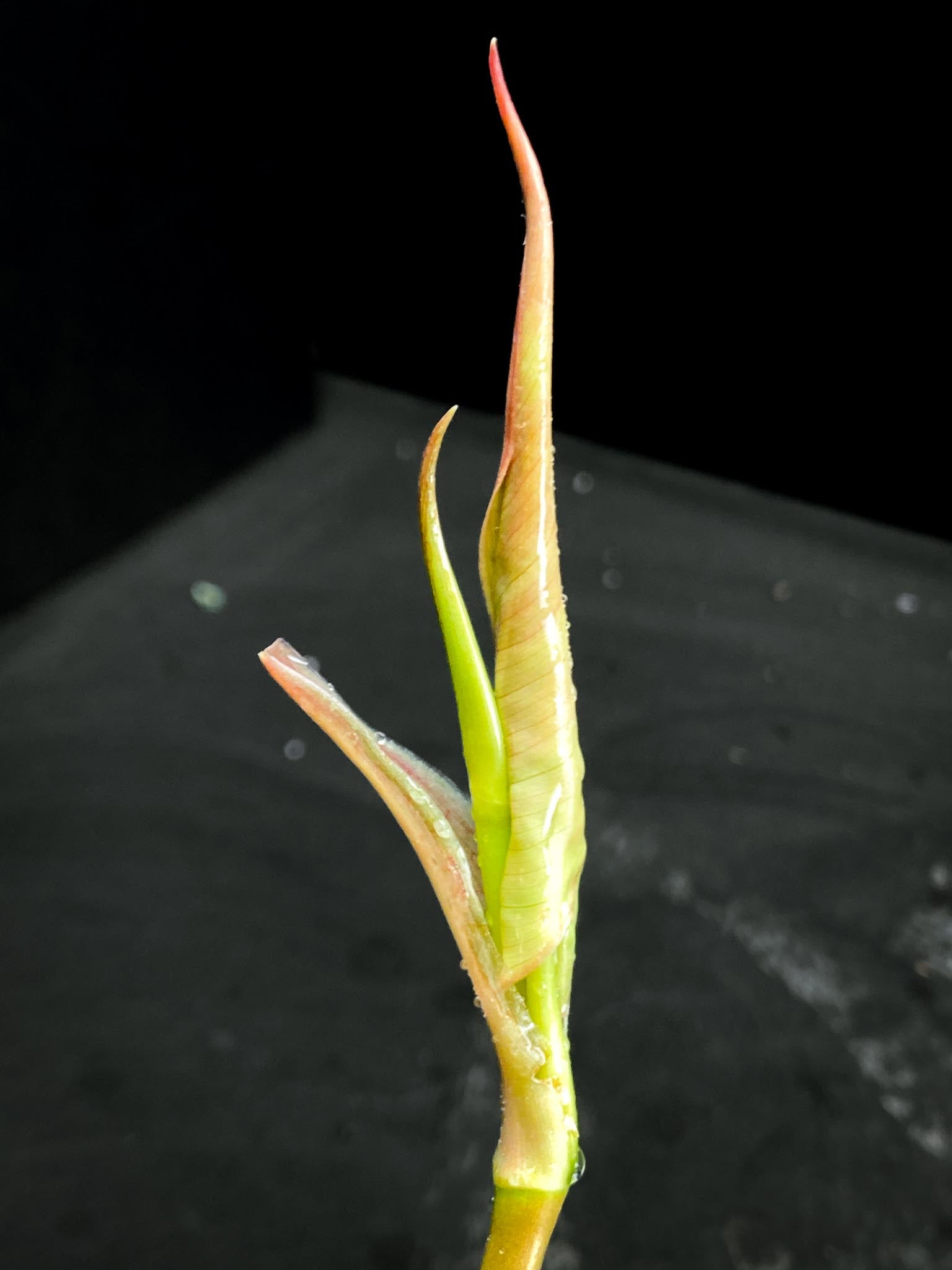 *Philodendron Micans Variegated 3 Nodes  2 Sprout Rooted