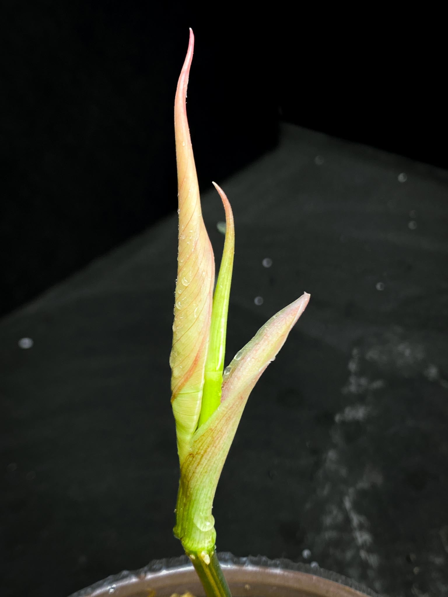 *Philodendron Micans Variegated 3 Nodes  2 Sprout Rooted