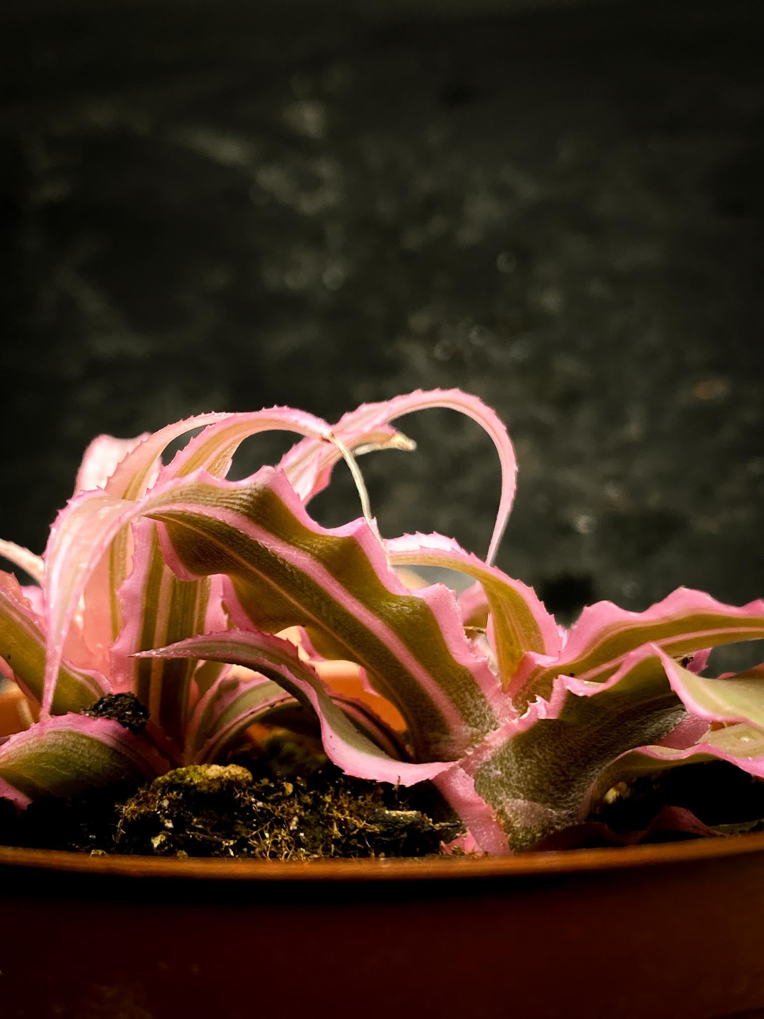 Cryptanthus Hot Pink Multiple Leaves