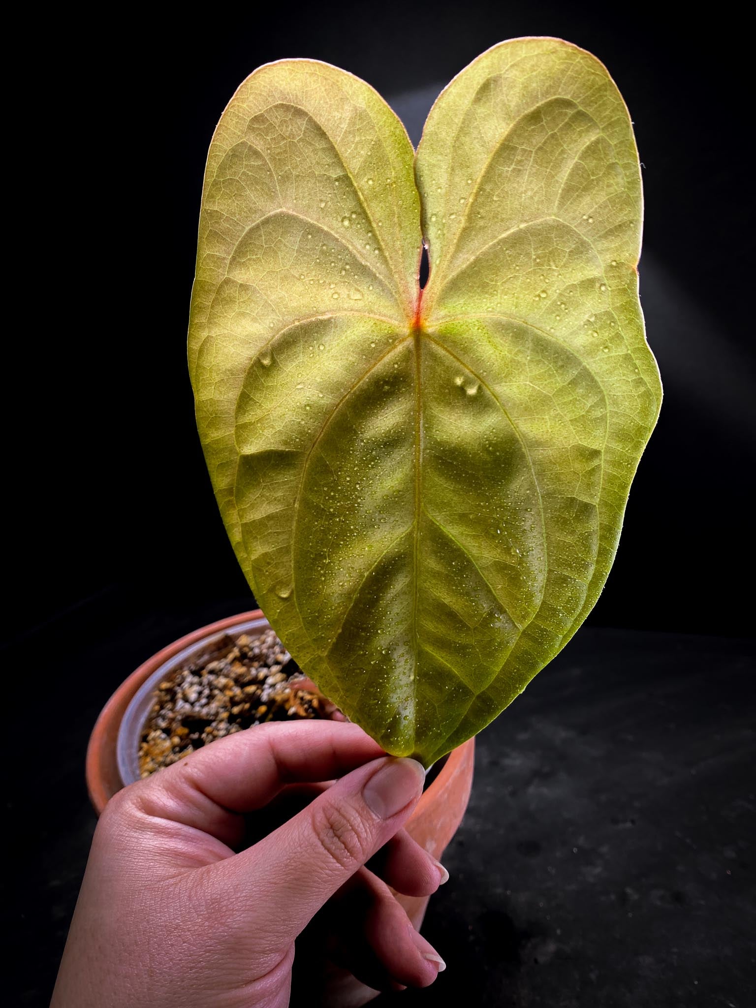 Anthurium Manila Pride x Nigrolaminum Gigi 1 Leaf Multiple Nodes 1 Sprout Rooted xP