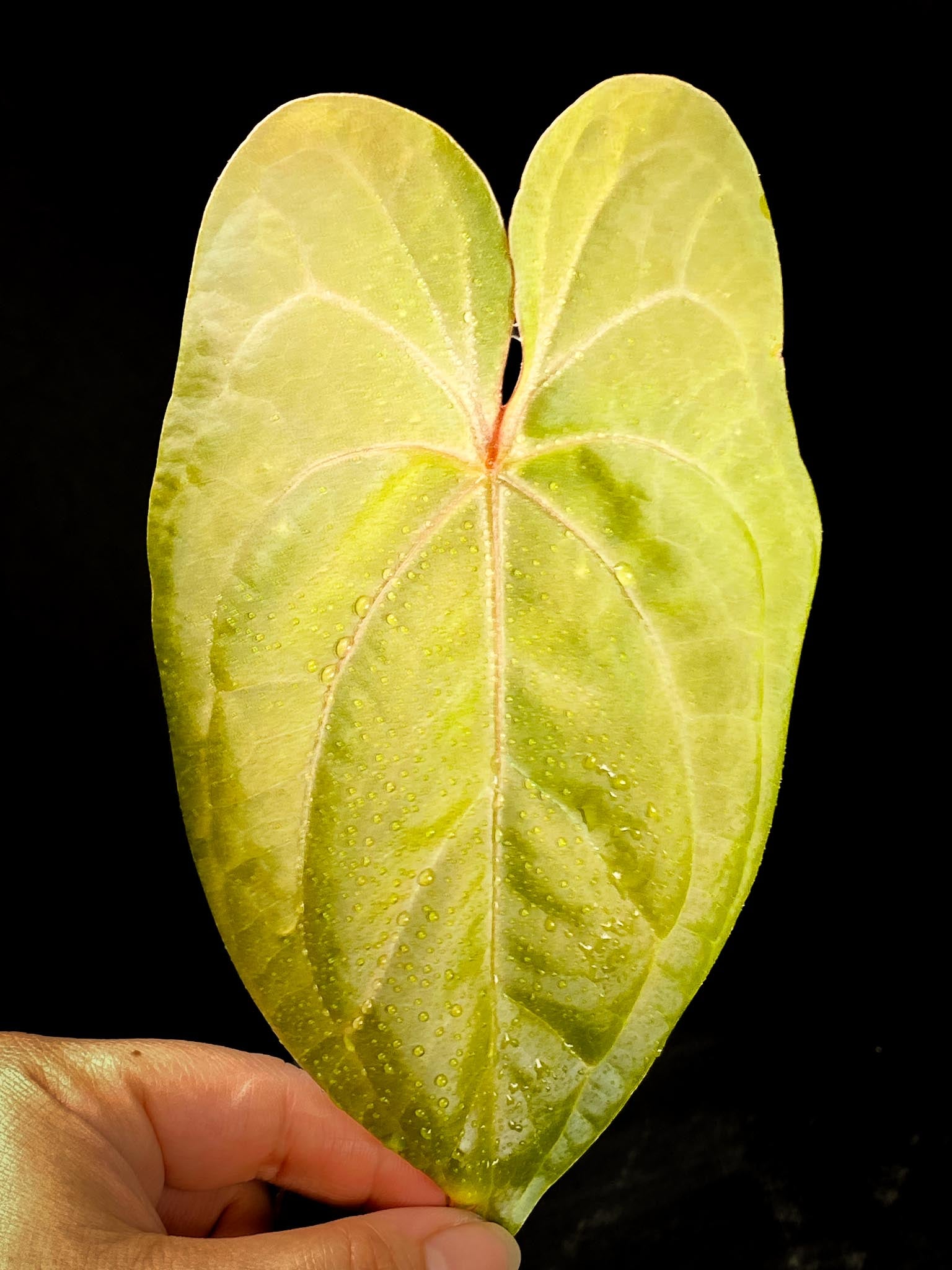 Anthurium Manila Pride x Nigrolaminum Gigi 1 Leaf Multiple Nodes 1 Sprout Rooted xP