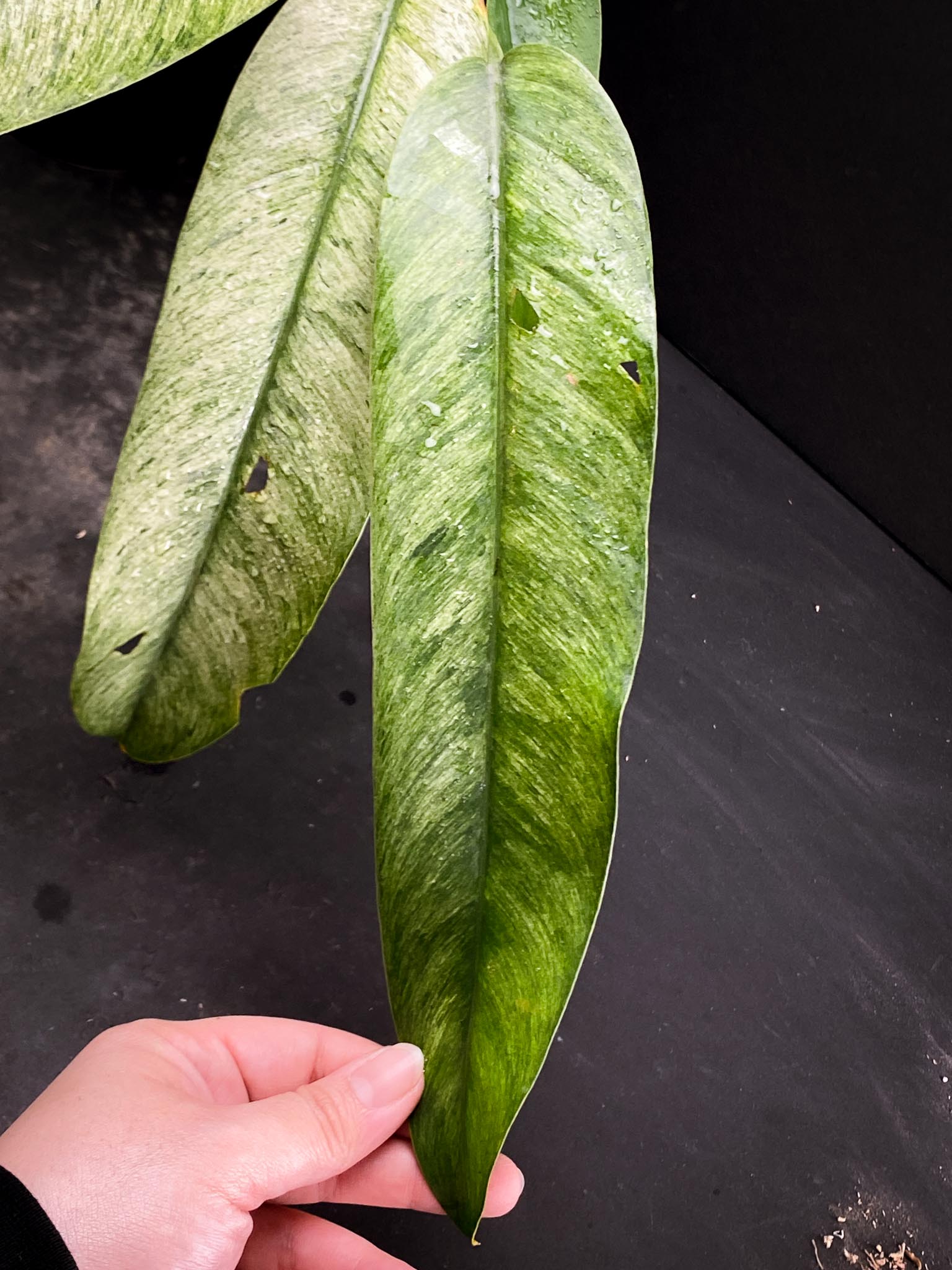 Epipremnum Giganteum Mint Variegated Multiple leaves Multiple nodes Rooted xP