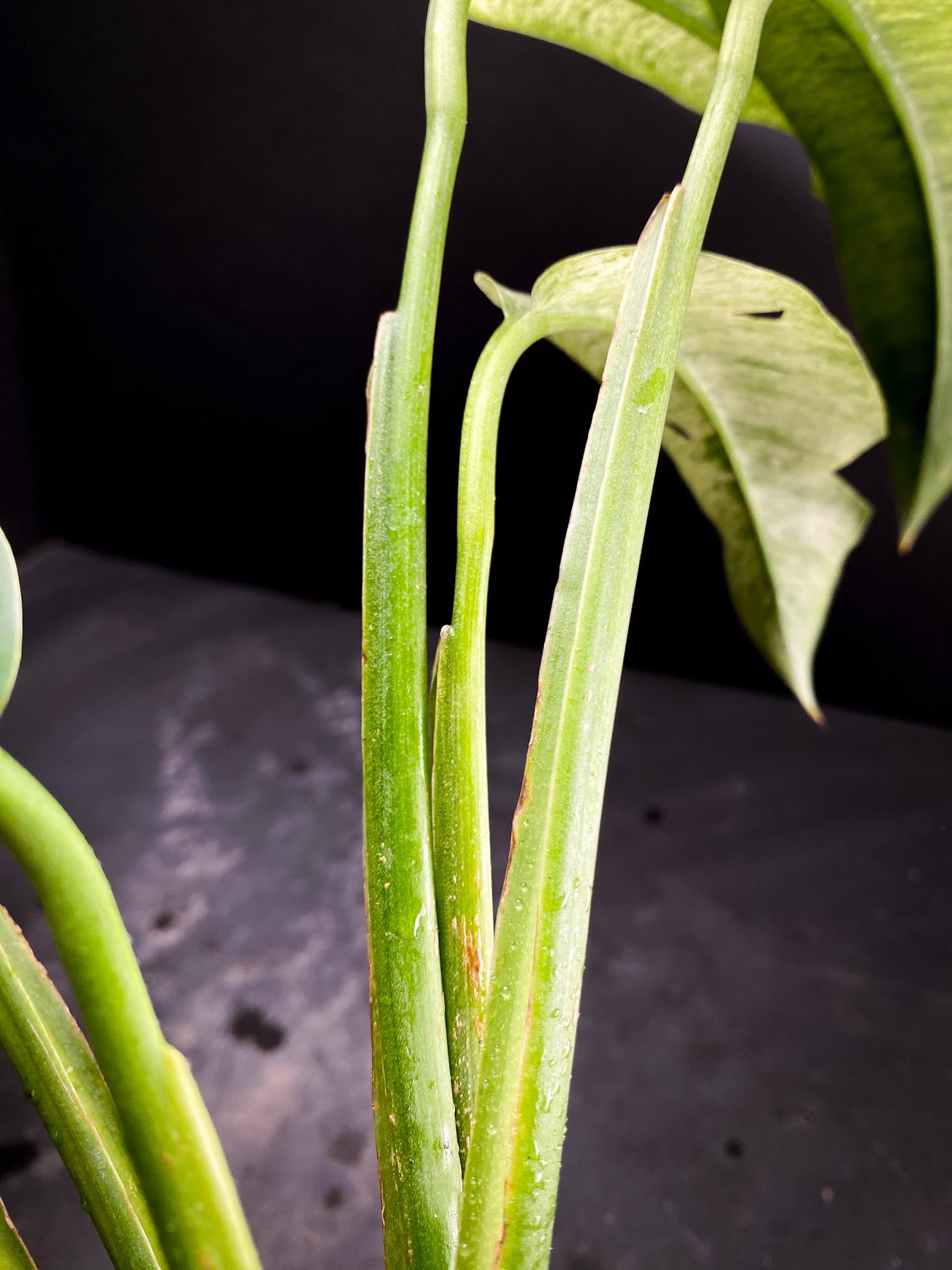 Epipremnum Giganteum Mint Variegated Multiple leaves Multiple nodes Rooted xP