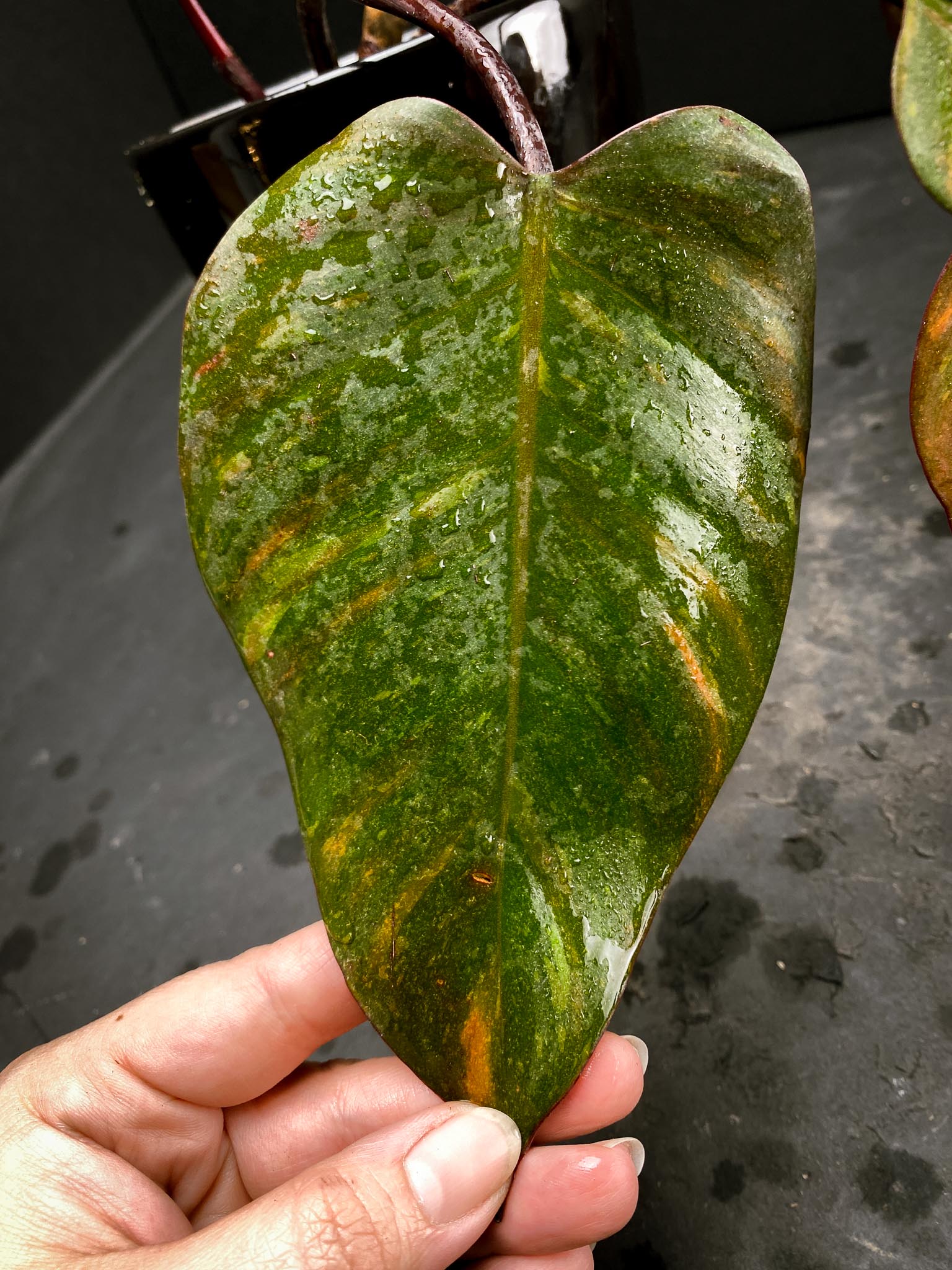 Philodendron Orange Princess 4 Leaves  Multiple  Nodes  1 Growing Bud 1 Sprout Rooted