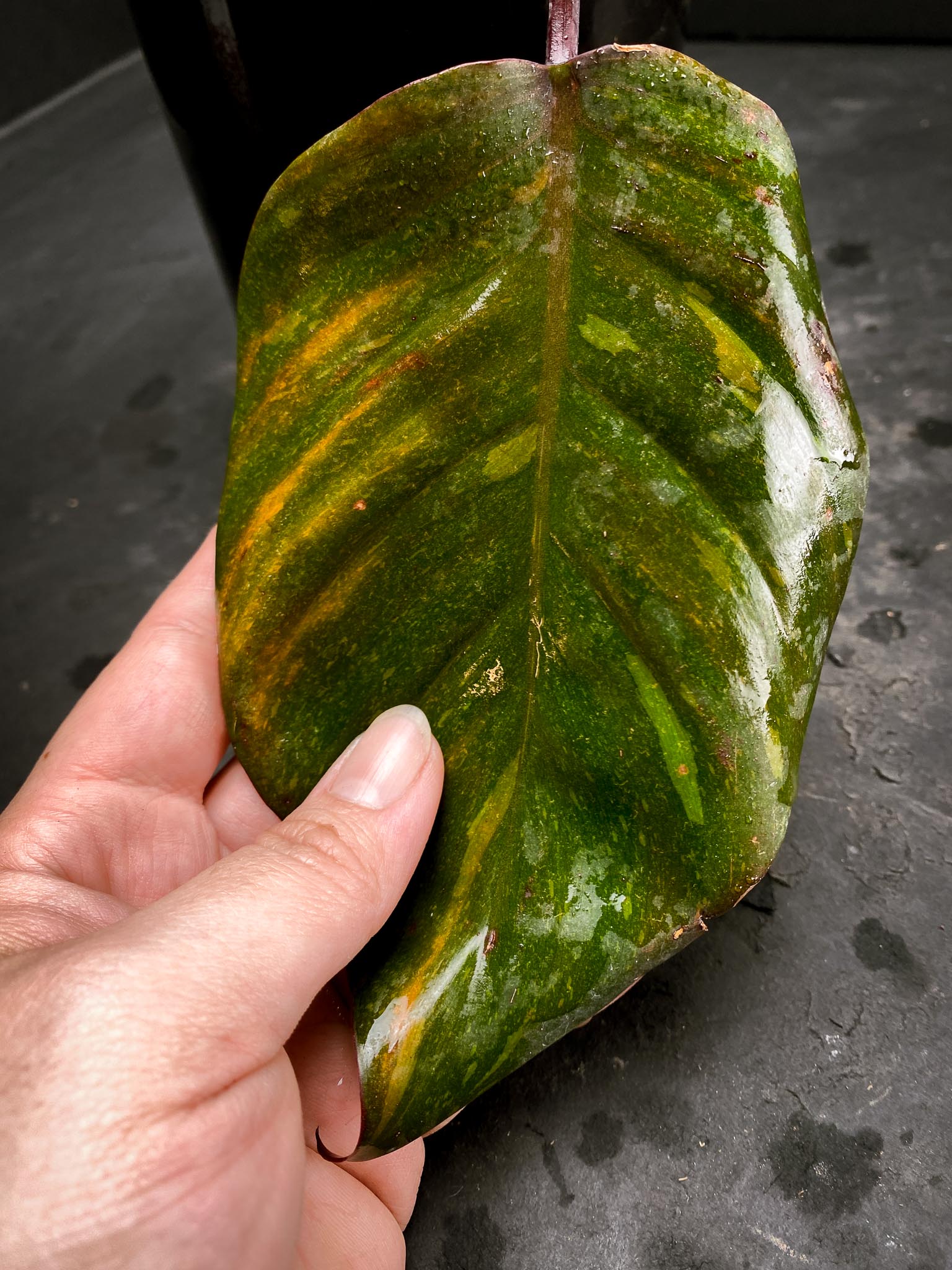 Philodendron Orange Princess 4 Leaves  Multiple  Nodes  1 Growing Bud 1 Sprout Rooted