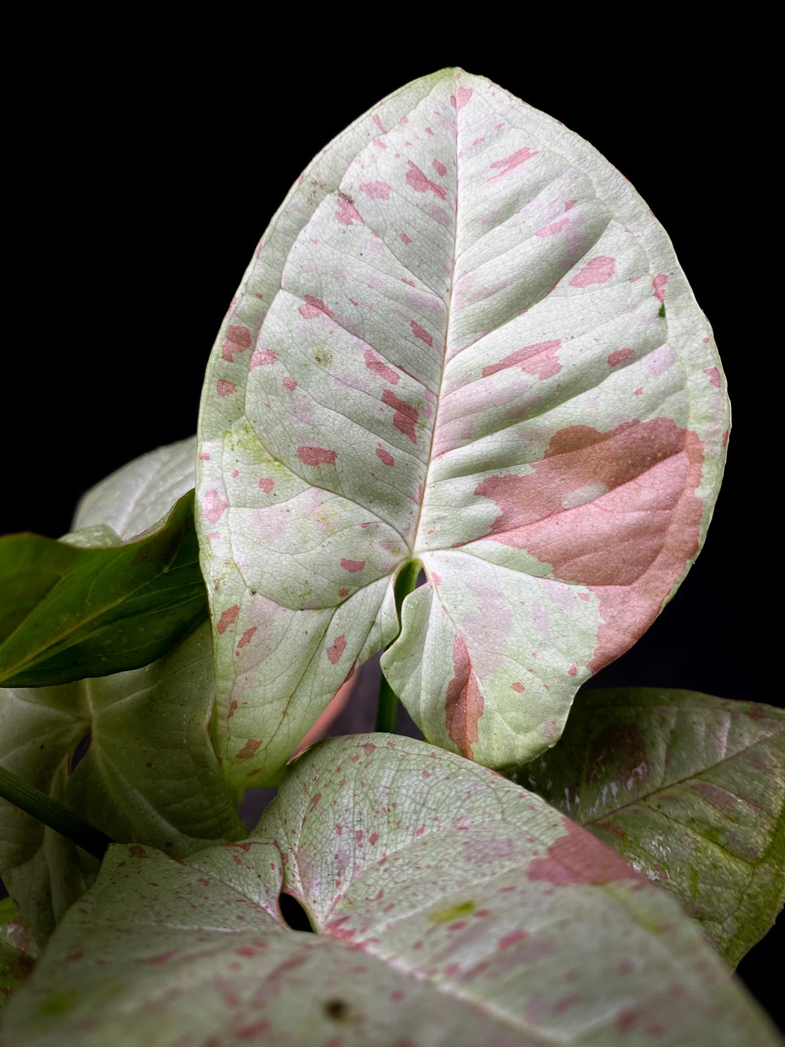 Syngonium Milk Confetii Multiple Nodes Multiple Nodes Rooted