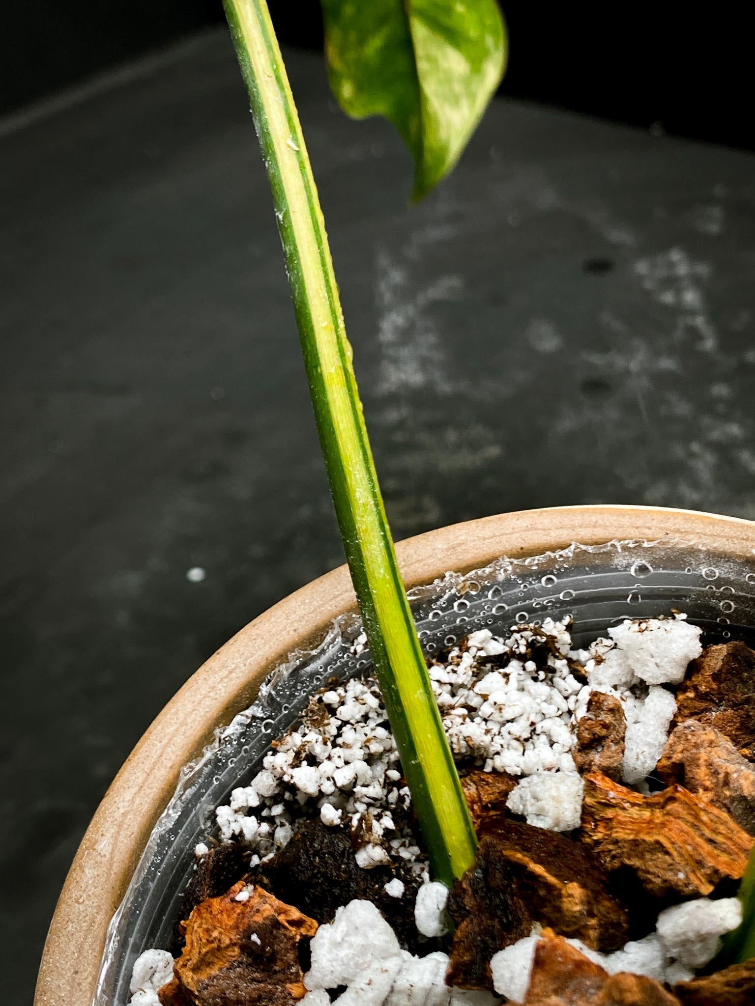 Philodendron Florida beauty x Mayoi Narrow form 2 Leaves  2 Nodes  Rooted xP