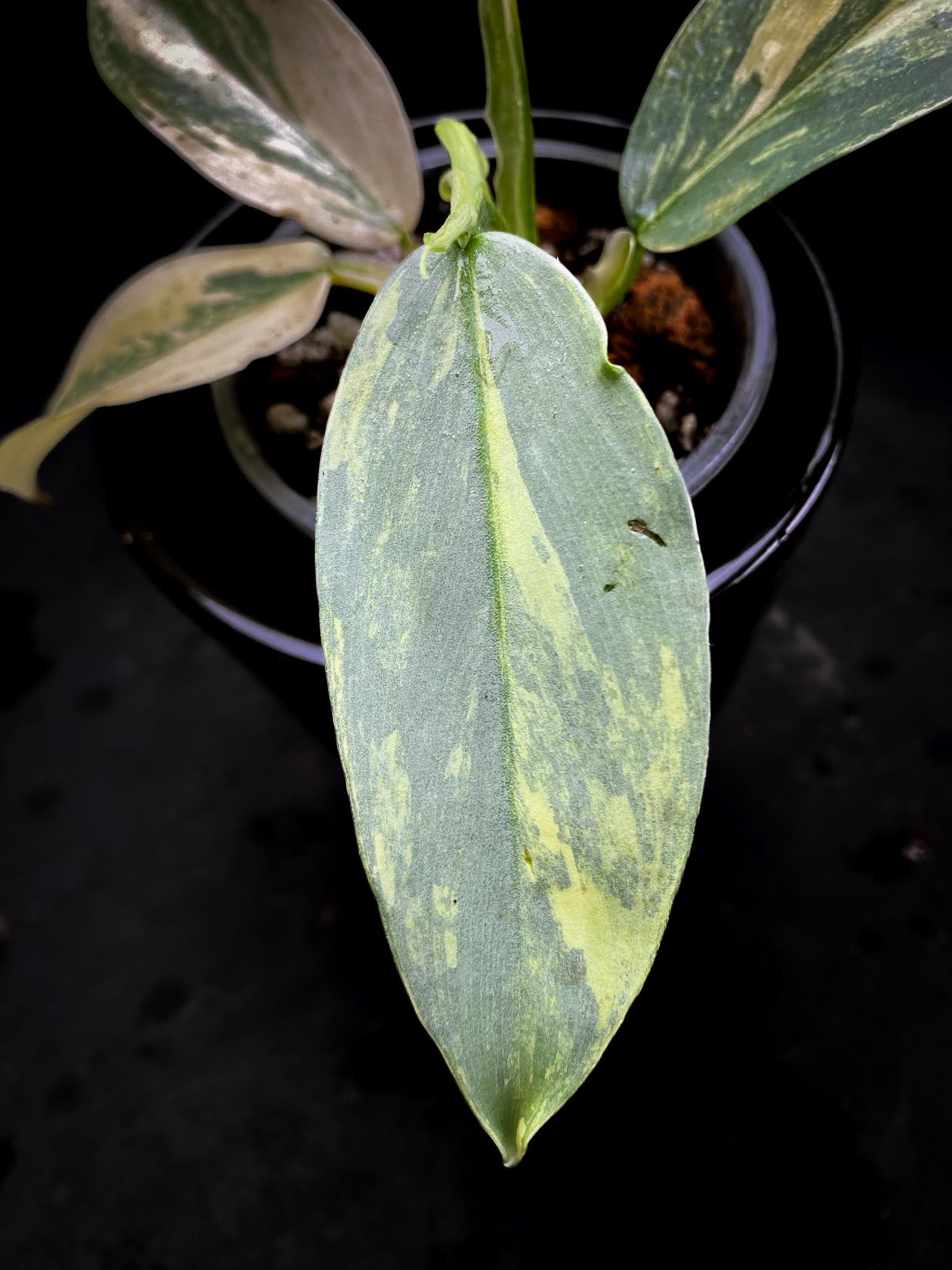 Philodendron Silver Sword Variegated Multiple Leaves Multiple Nodes 1 Sprout Rooted xP