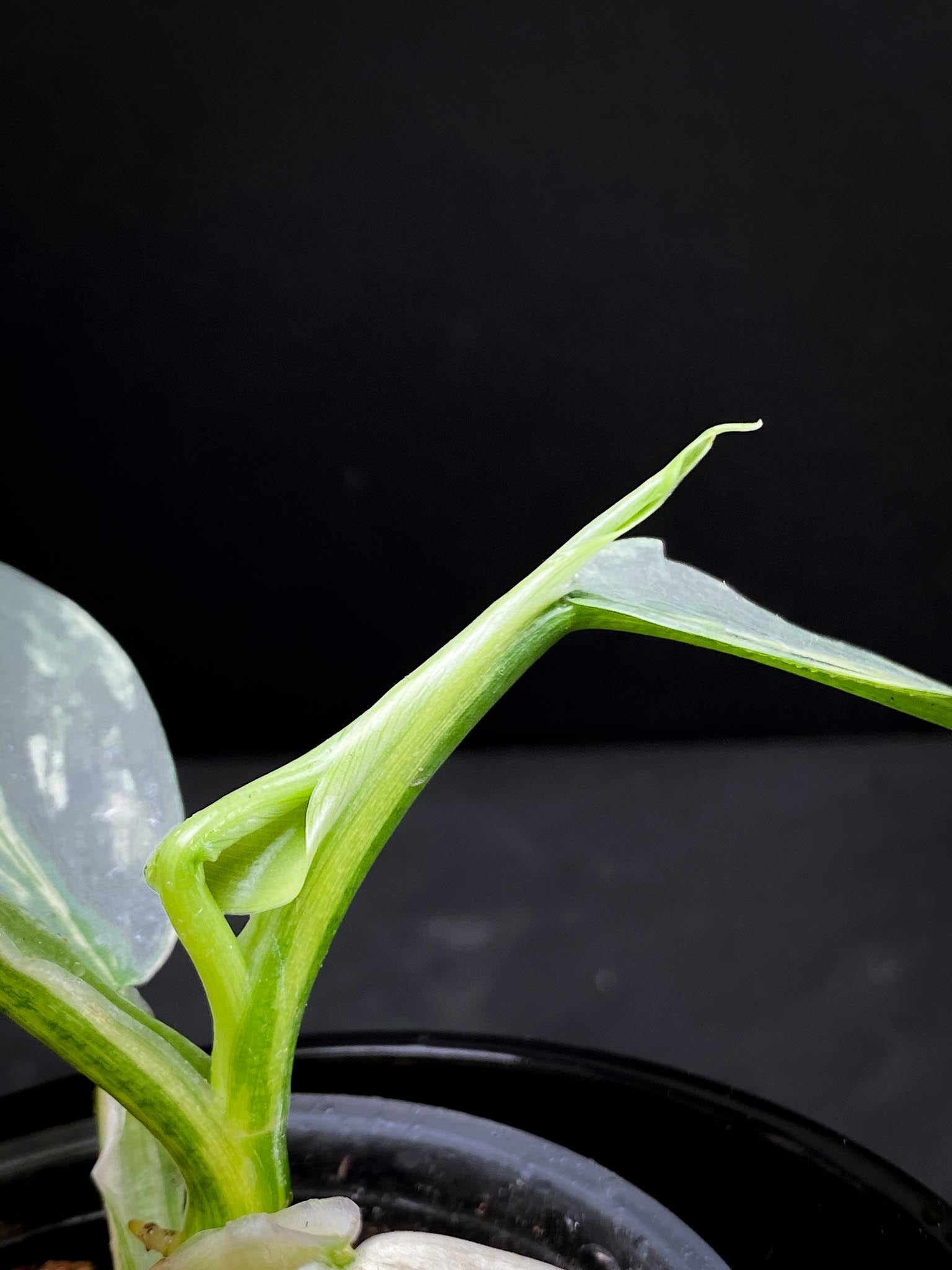 Philodendron Silver Sword Variegated Multiple Leaves Multiple Nodes 1 Sprout Rooted xP