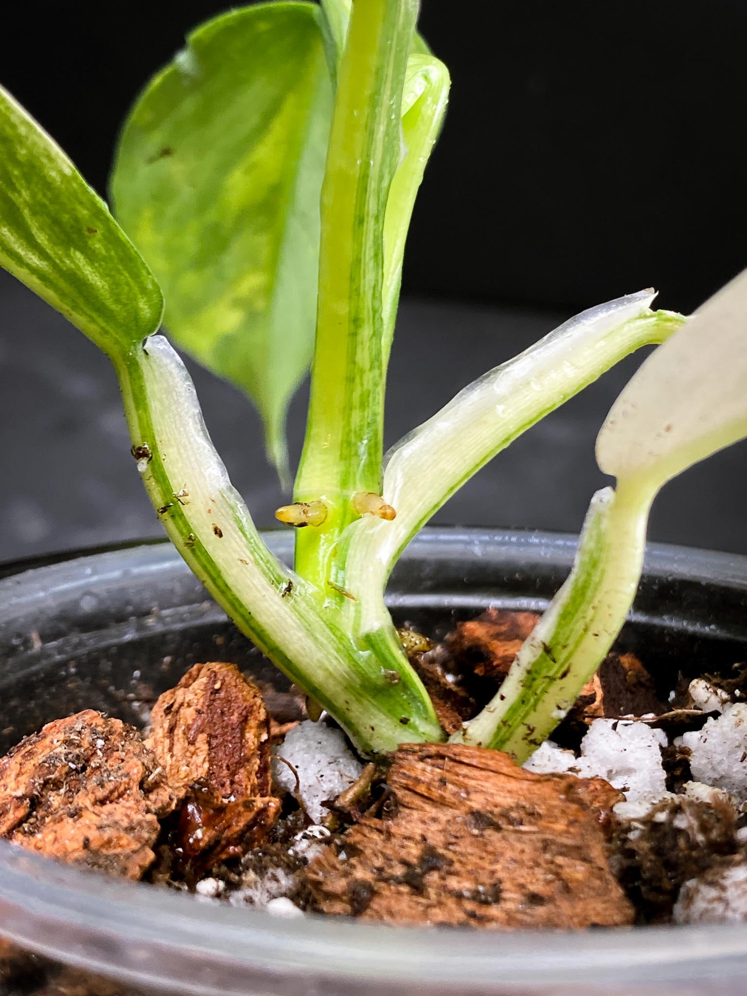 Philodendron Silver Sword Variegated Multiple Leaves Multiple Nodes 1 Sprout Rooted xP