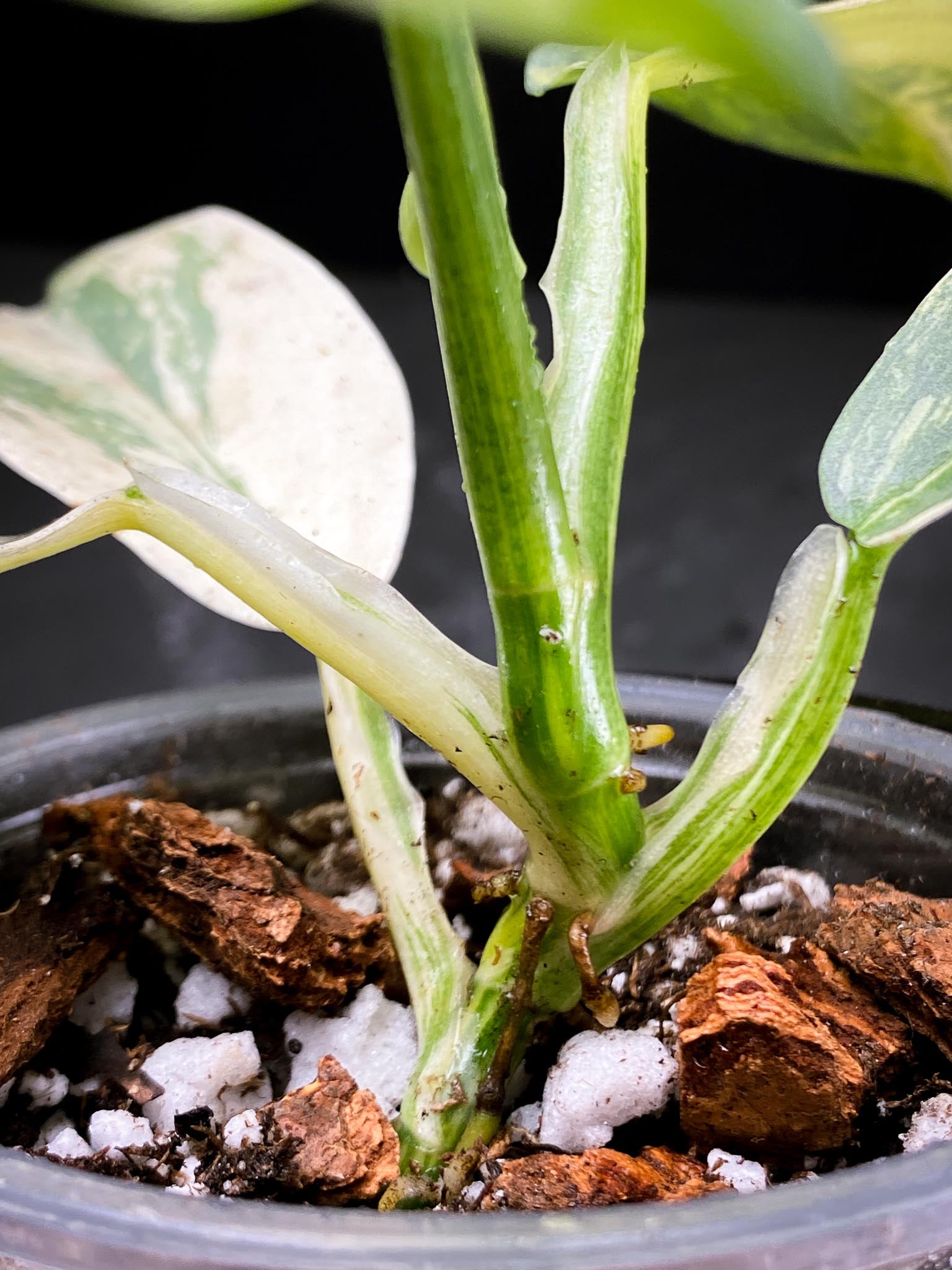 Philodendron Silver Sword Variegated Multiple Leaves Multiple Nodes 1 Sprout Rooted xP