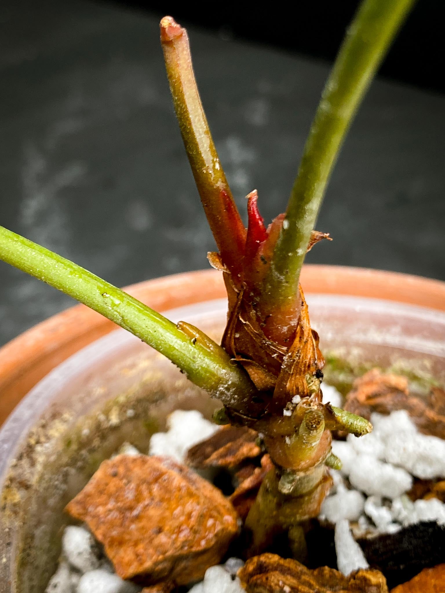 Anthurium Blue Papillilaminum x Dorito 2 Leaves  Multiple Nodes 2 Sprouts Rooted xP