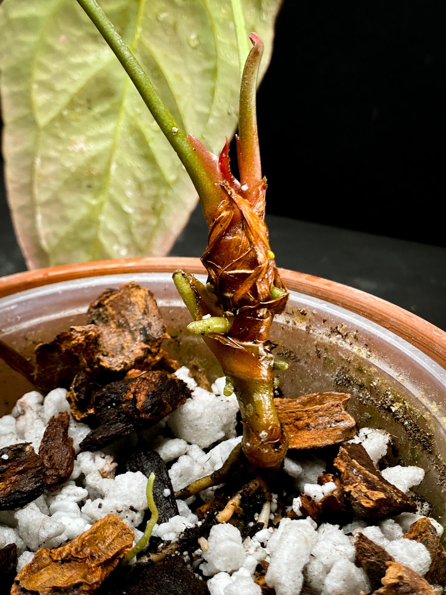 Anthurium Blue Papillilaminum x Dorito 2 Leaves  Multiple Nodes 2 Sprouts Rooted xP