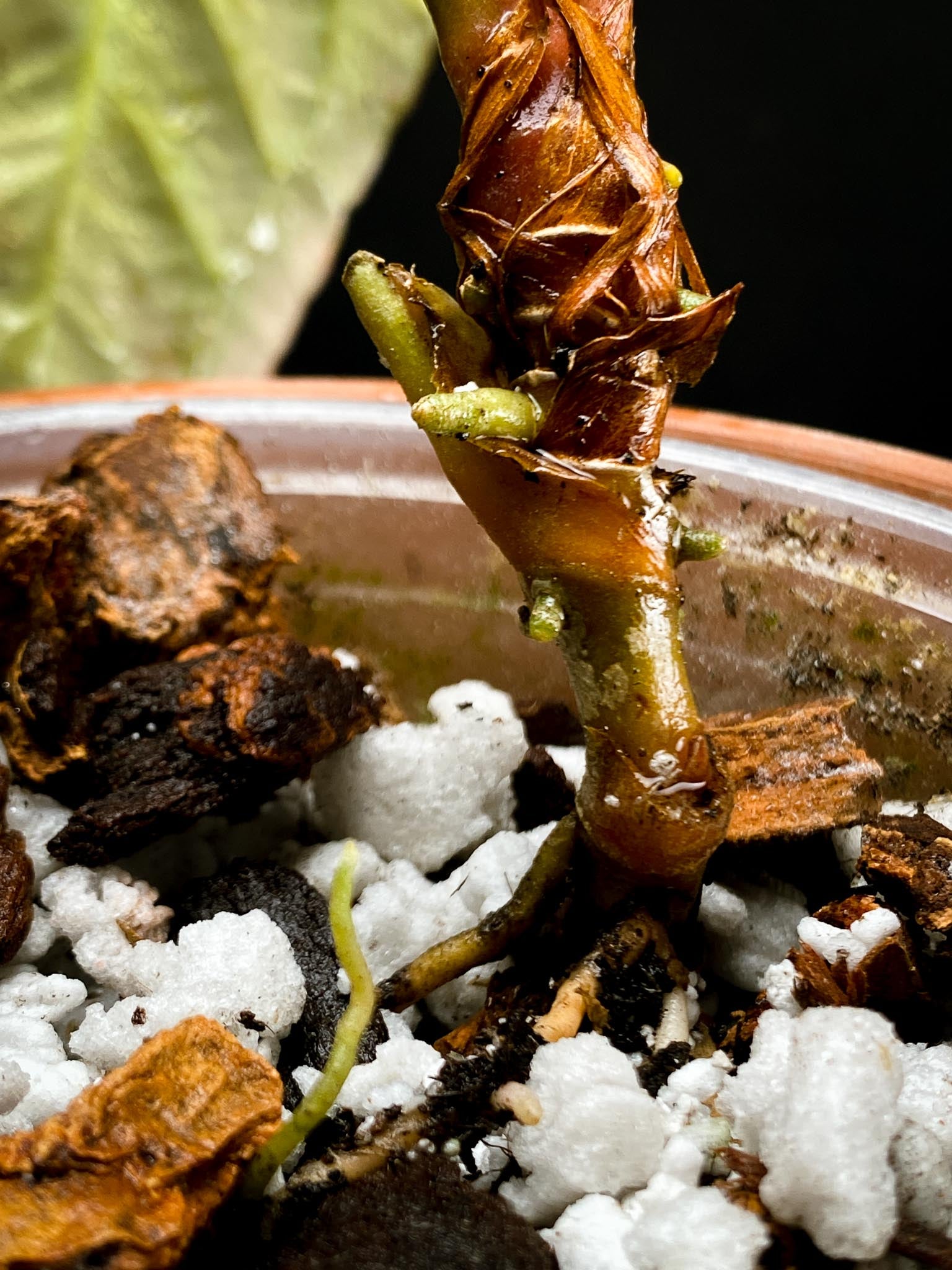 Anthurium Blue Papillilaminum x Dorito 2 Leaves  Multiple Nodes 2 Sprouts Rooted xP