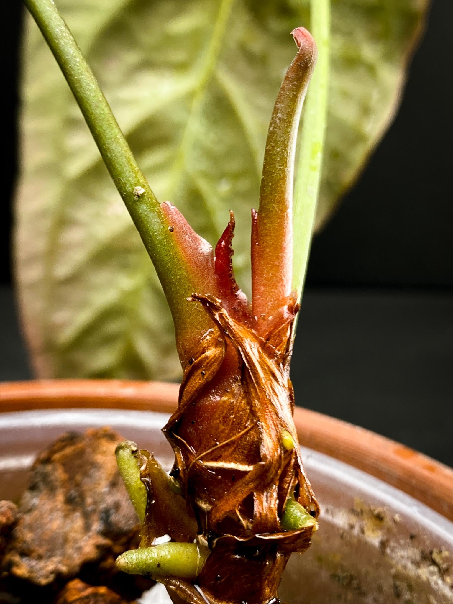 Anthurium Blue Papillilaminum x Dorito 2 Leaves  Multiple Nodes 2 Sprouts Rooted xP