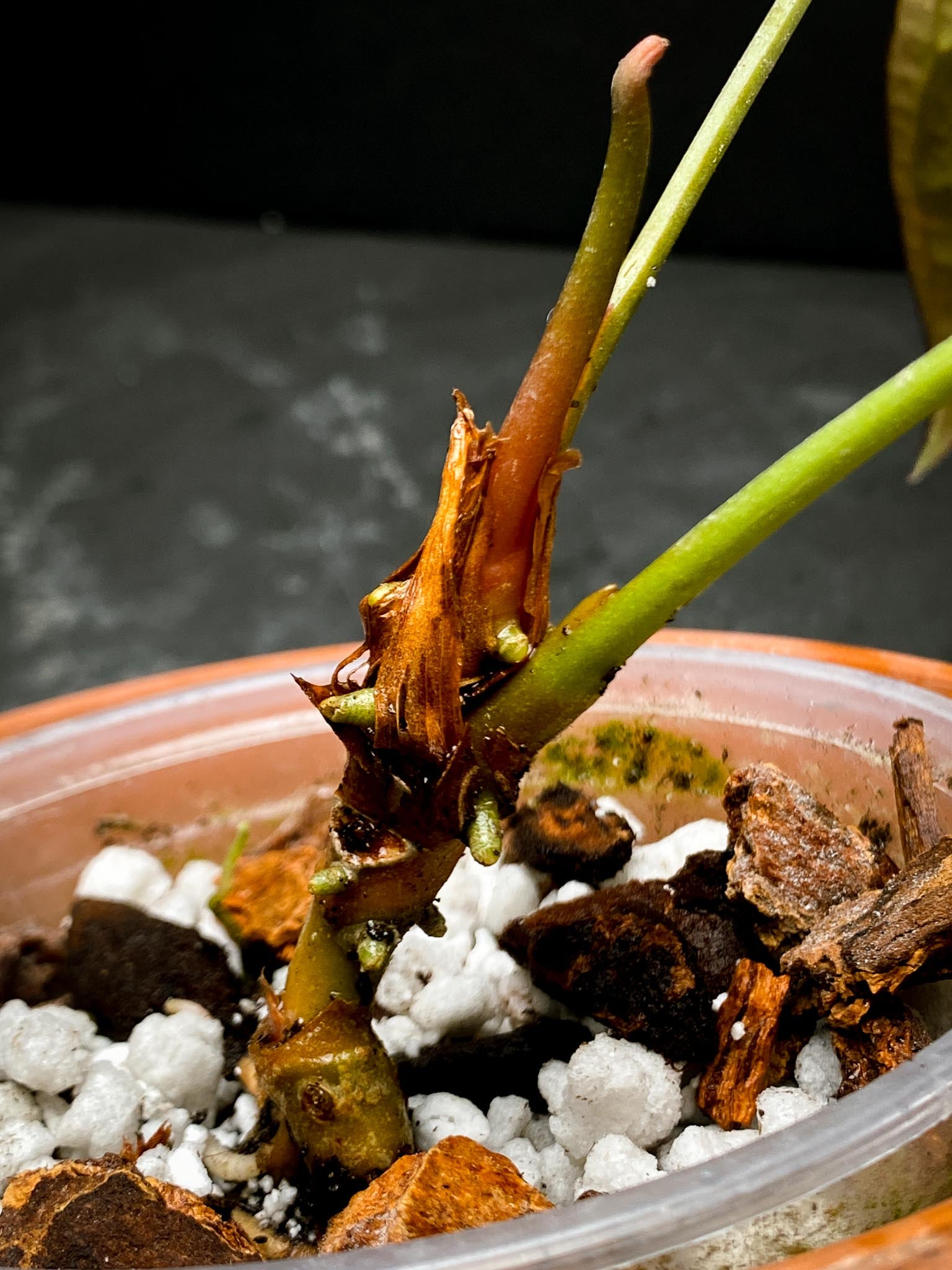 Anthurium Blue Papillilaminum x Dorito 2 Leaves  Multiple Nodes 2 Sprouts Rooted xP