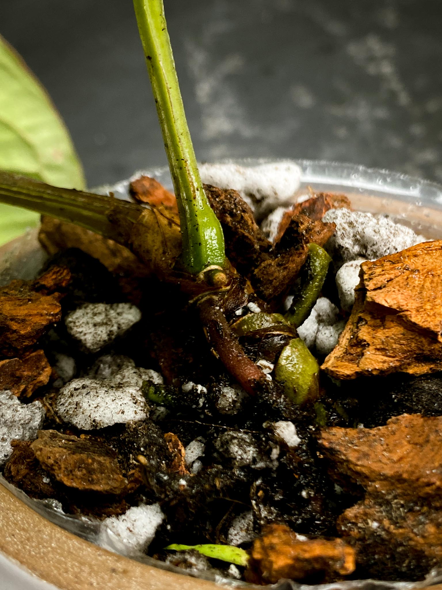 Anthurium Kunayalense PM8 2 Nodes  Multiple Nodes 1 Growing Bud Rooted xP