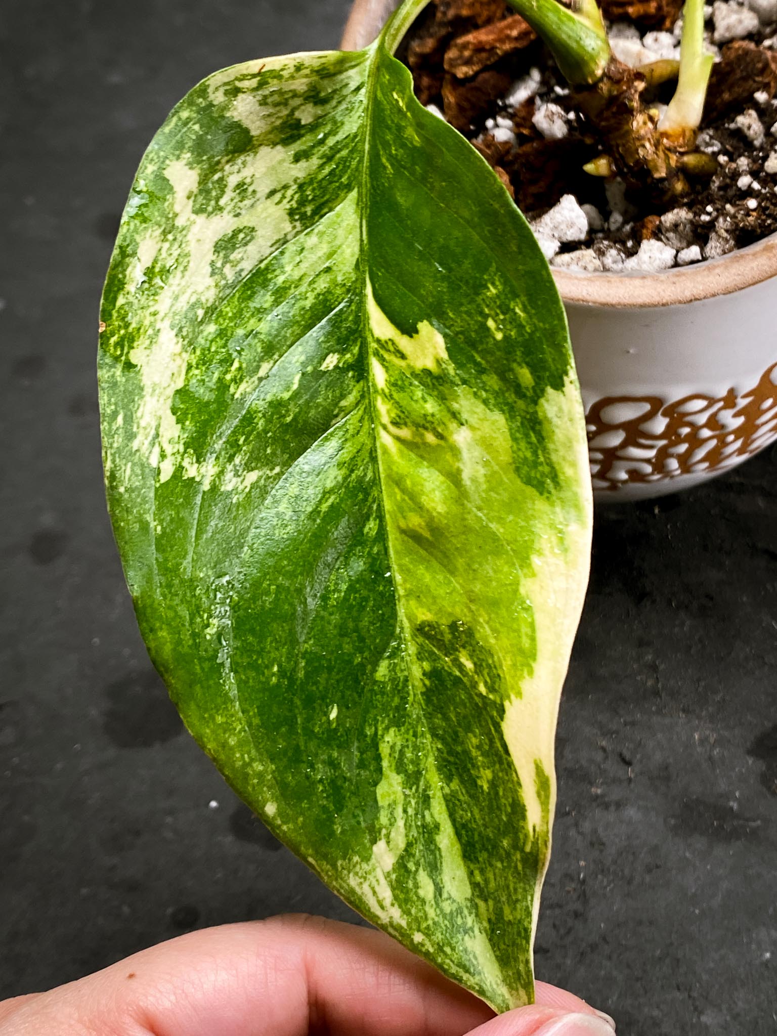 Aglaonema Khan Mark Variegated 5 Leaves Multiple sprouts 3 growing buds Rooted xP