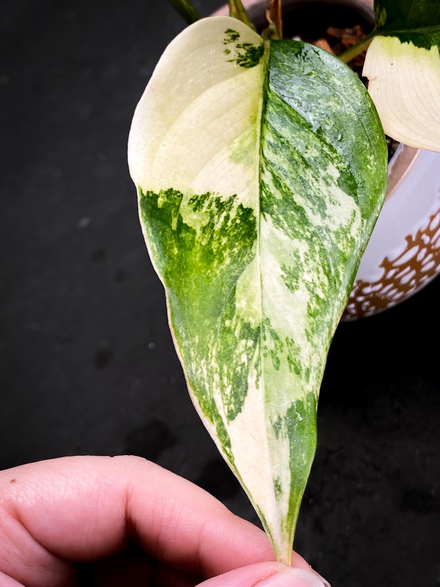 Aglaonema Khan Mark Variegated 5 Leaves Multiple sprouts 3 growing buds Rooted xP