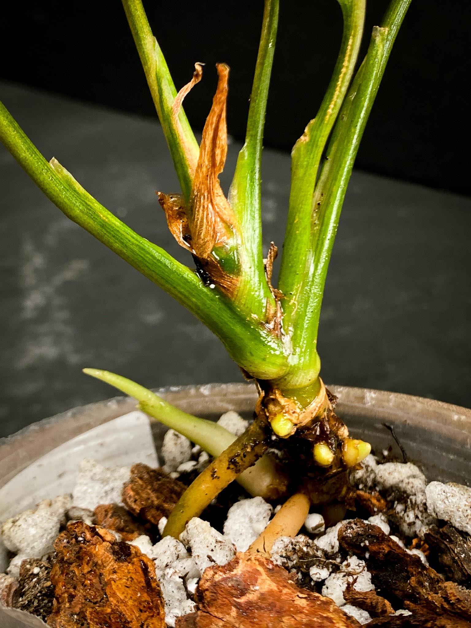 Aglaonema Khan Mark Variegated 5 Leaves Multiple sprouts 3 growing buds Rooted xP