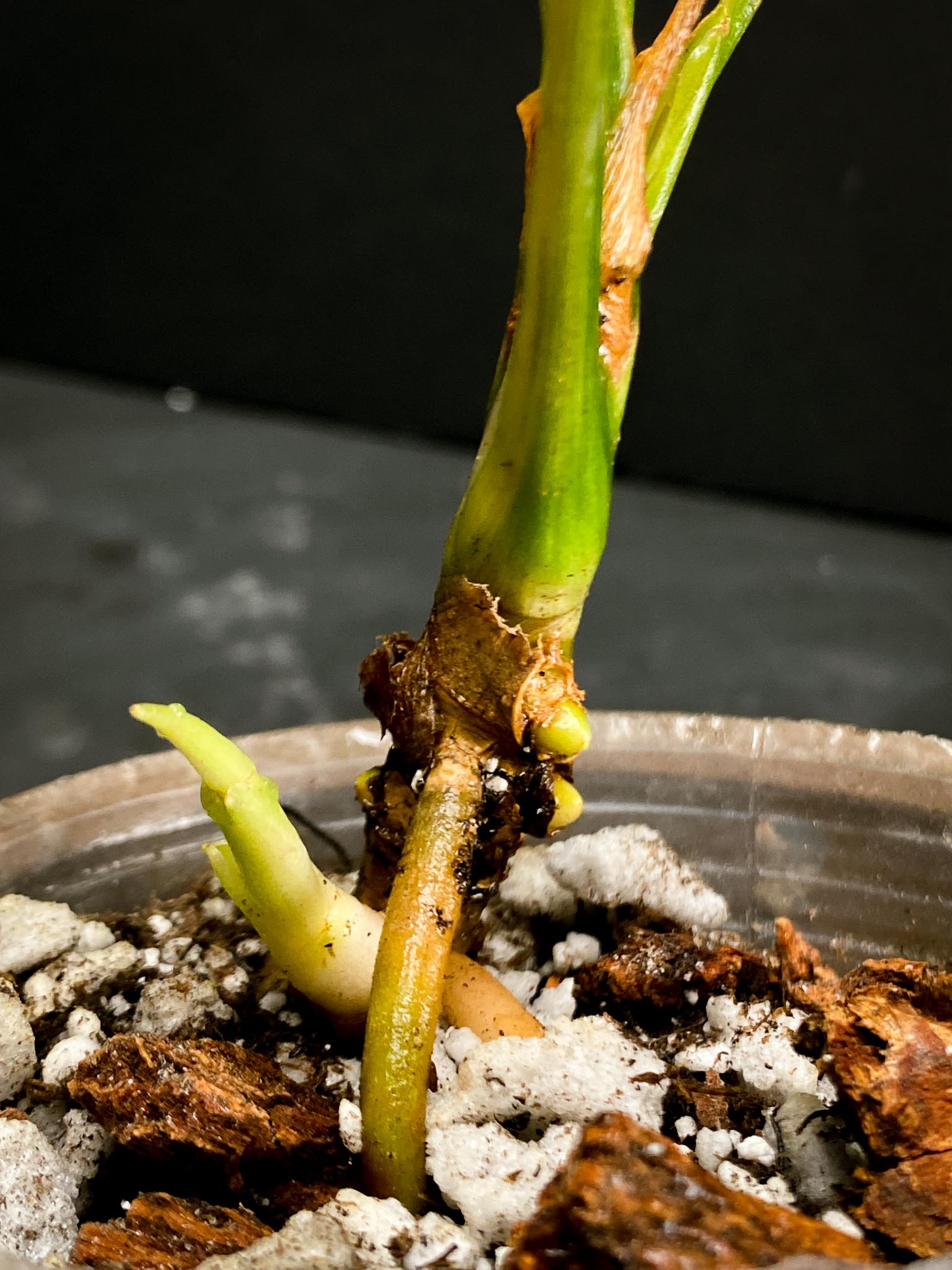 Aglaonema Khan Mark Variegated 5 Leaves Multiple sprouts 3 growing buds Rooted xP