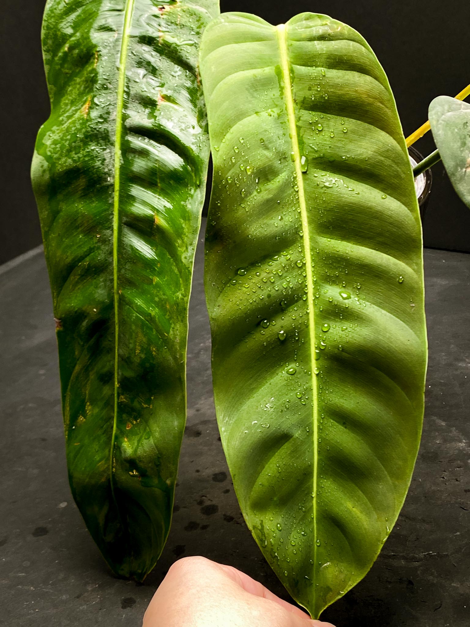 Philodendron Patriciae 3 huge Leaves  4 Nodes  1 Sprout Rooted xP