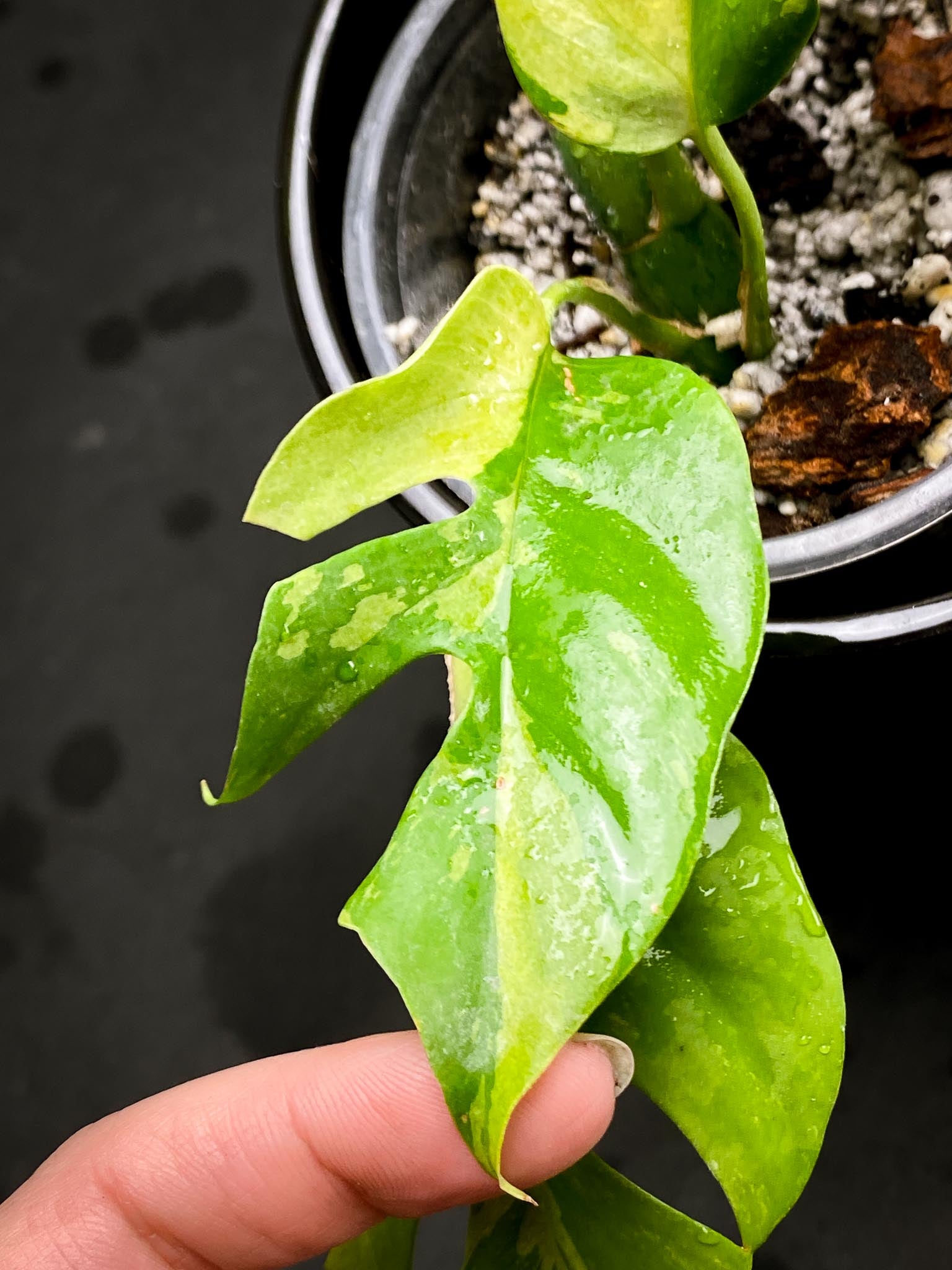 Rhaphidophora tetrasperma variegated Multiple Leaves Multiple Nodes 1 Sprout Rooted xP