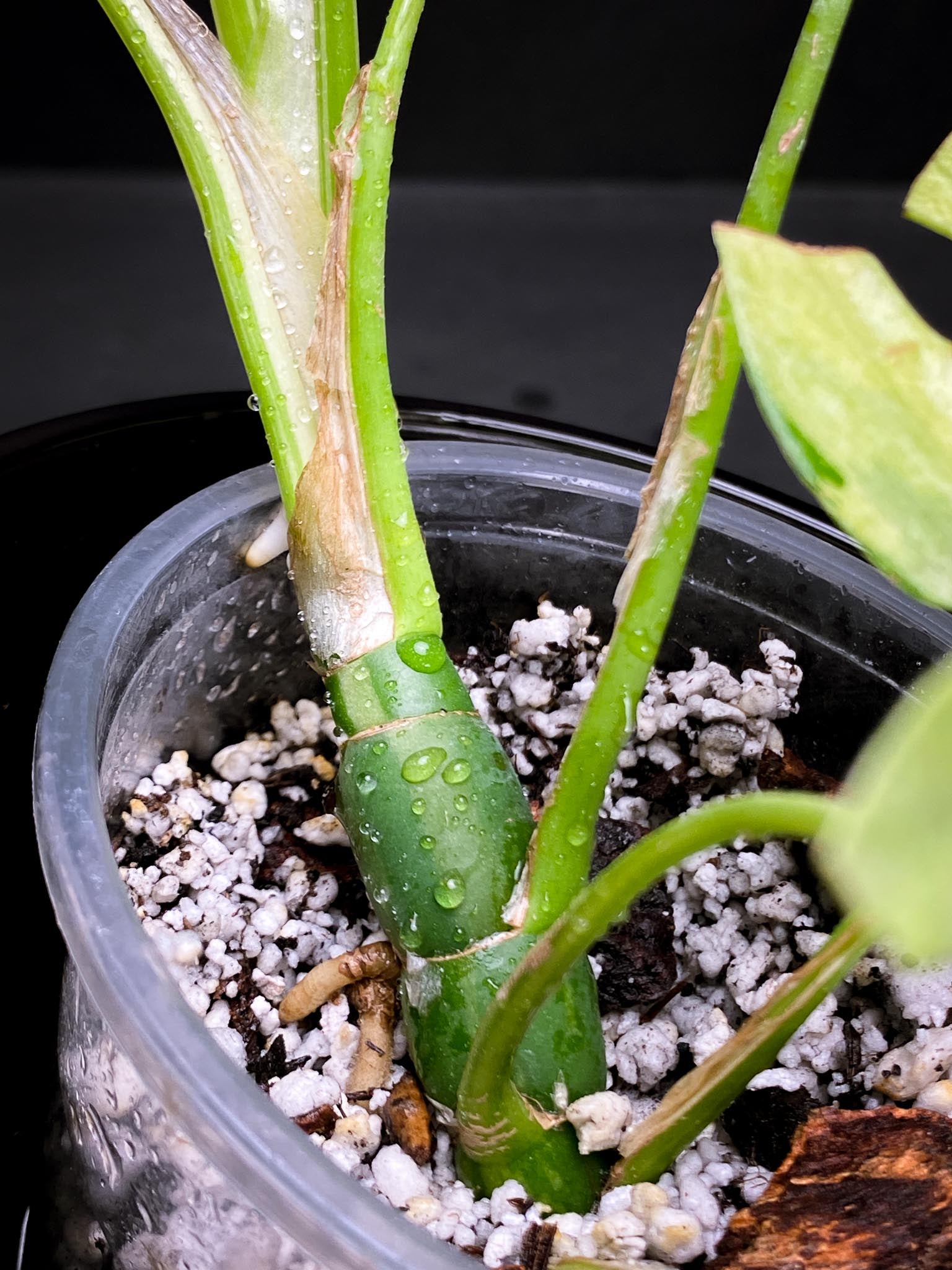 Rhaphidophora tetrasperma variegated Multiple Leaves Multiple Nodes 1 Sprout Rooted xP